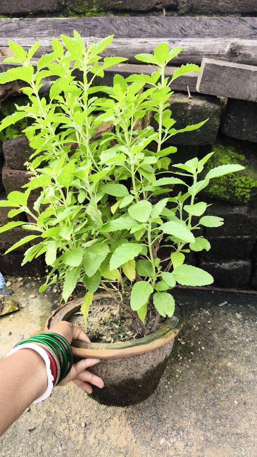 Adplant Tulsi Plant sapling