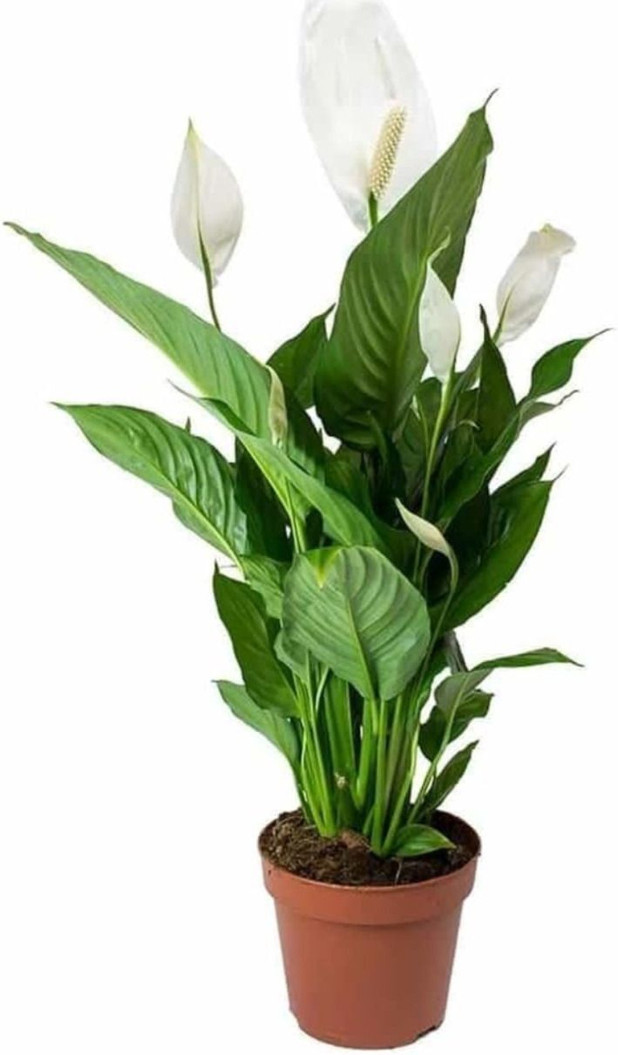 Image of Boltu Peace Lily Plant