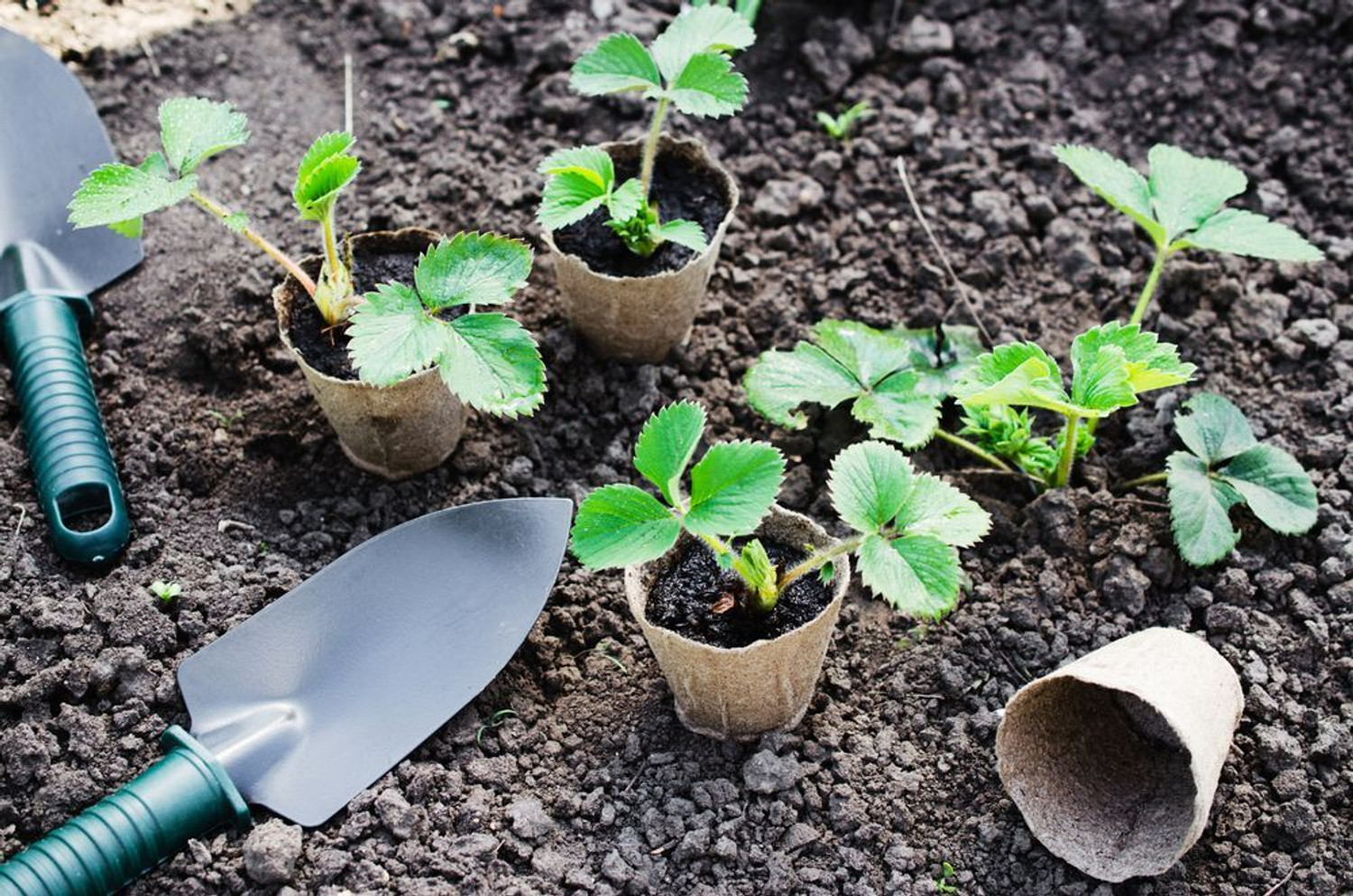 Image of Wrenna Strawberry Plant
