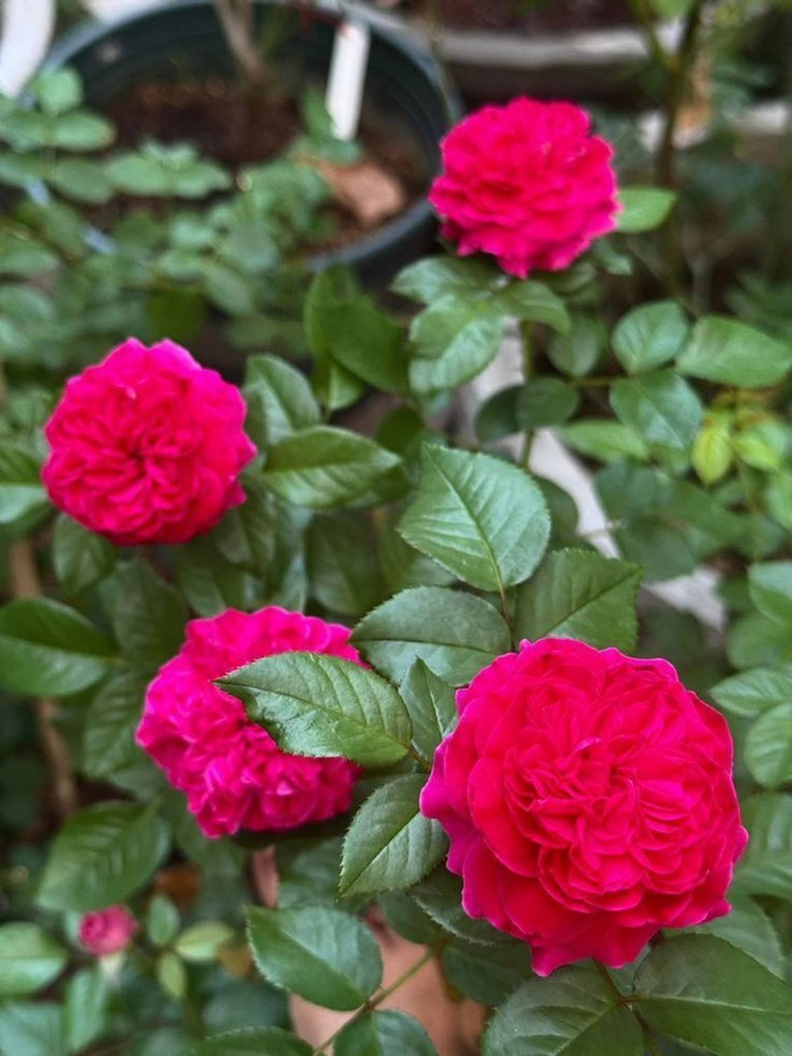 GreenyOn Rose Plant Price in India - Buy GreenyOn Rose Plant