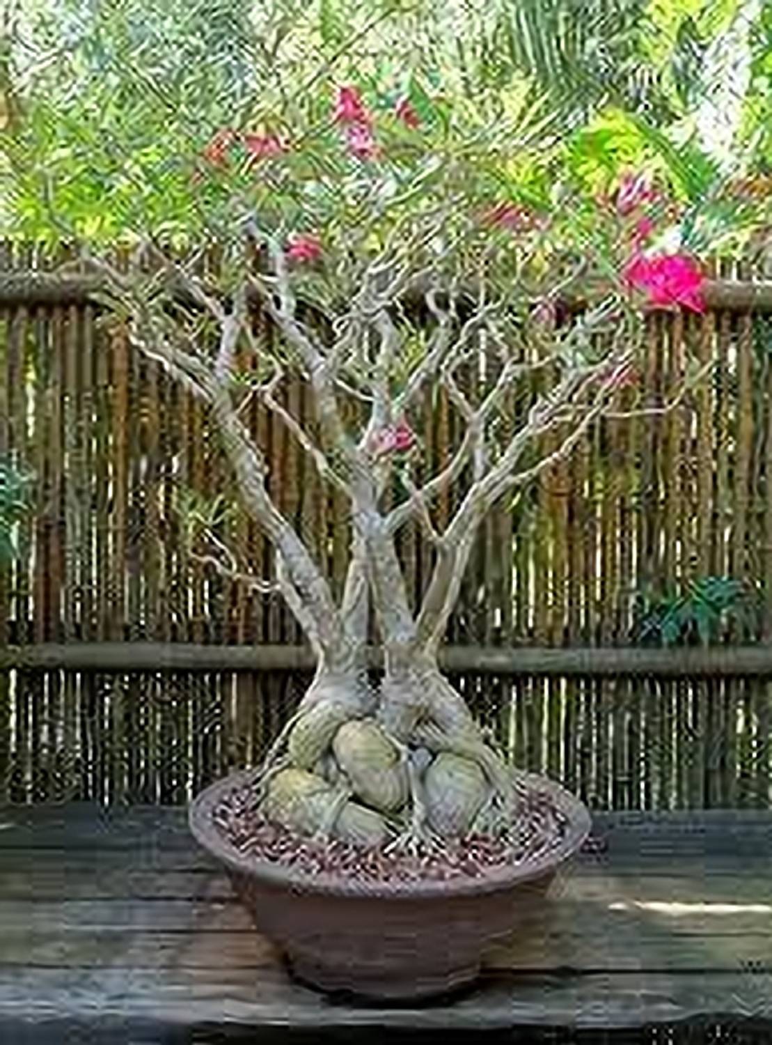 ABEFARIYA Adenium Plant sapling