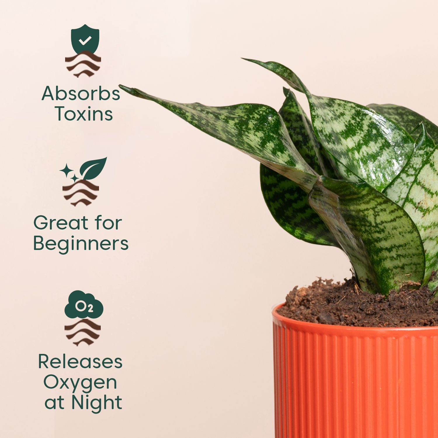 Image of Kyari Green Sansevieria Snake Plant