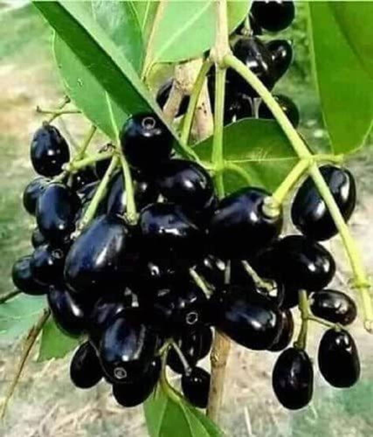 Agroholic Traders Jamun Plant sapling