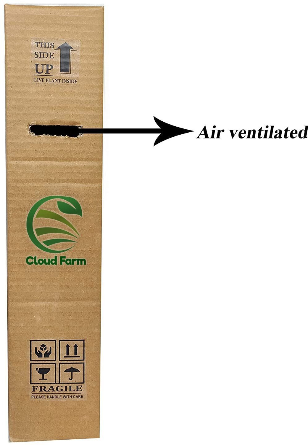 Image of Cloud Farm Banana Plant sapling