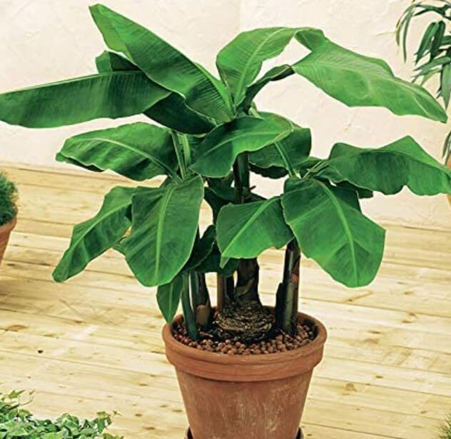 Image of Cloud Farm Banana Plant sapling
