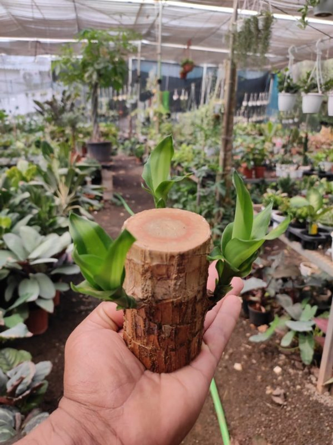 Image of GREENSEE Lucky Bamboo Straight Stick sapling