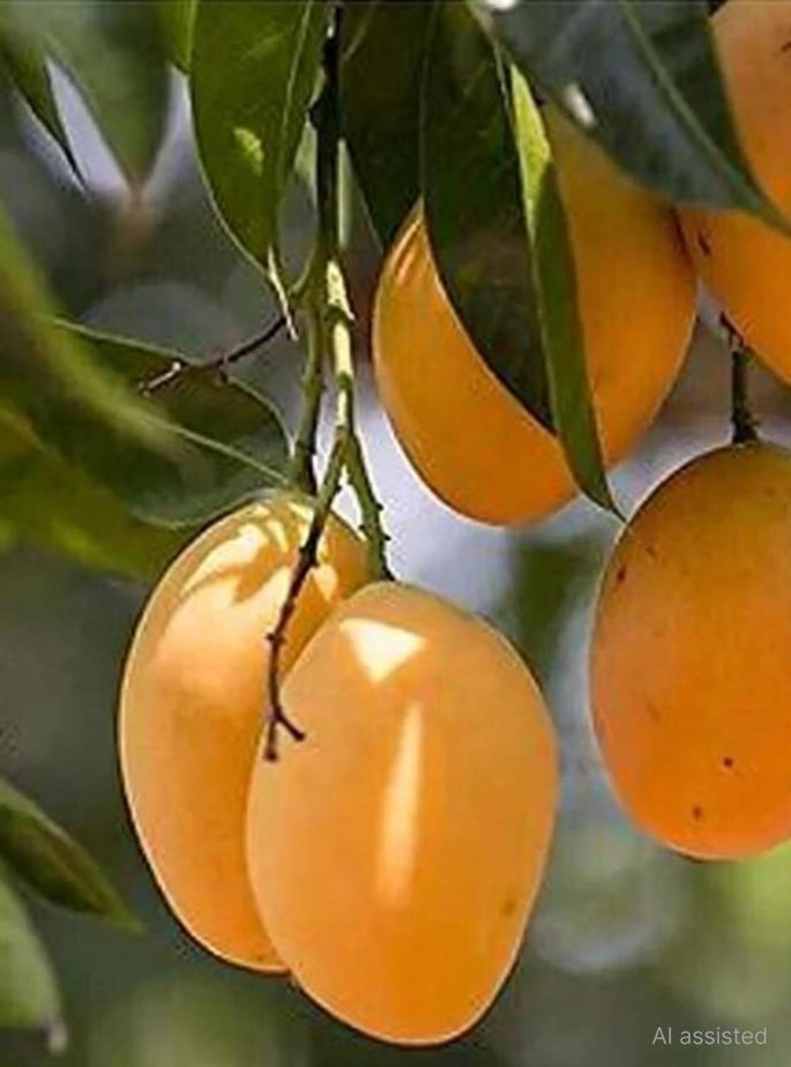 Amrapali Grafted Mango Plant sapling