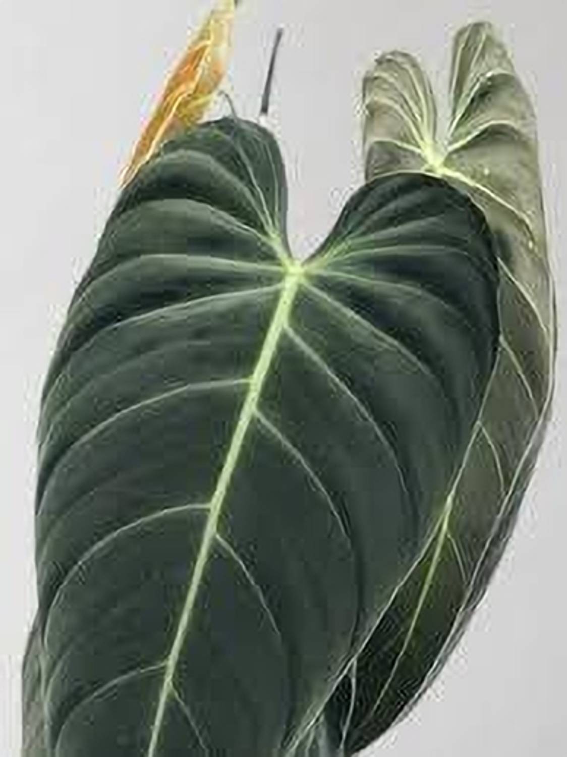 AICHPLANTSEED Philodendron Moonshine Plant  sapling
