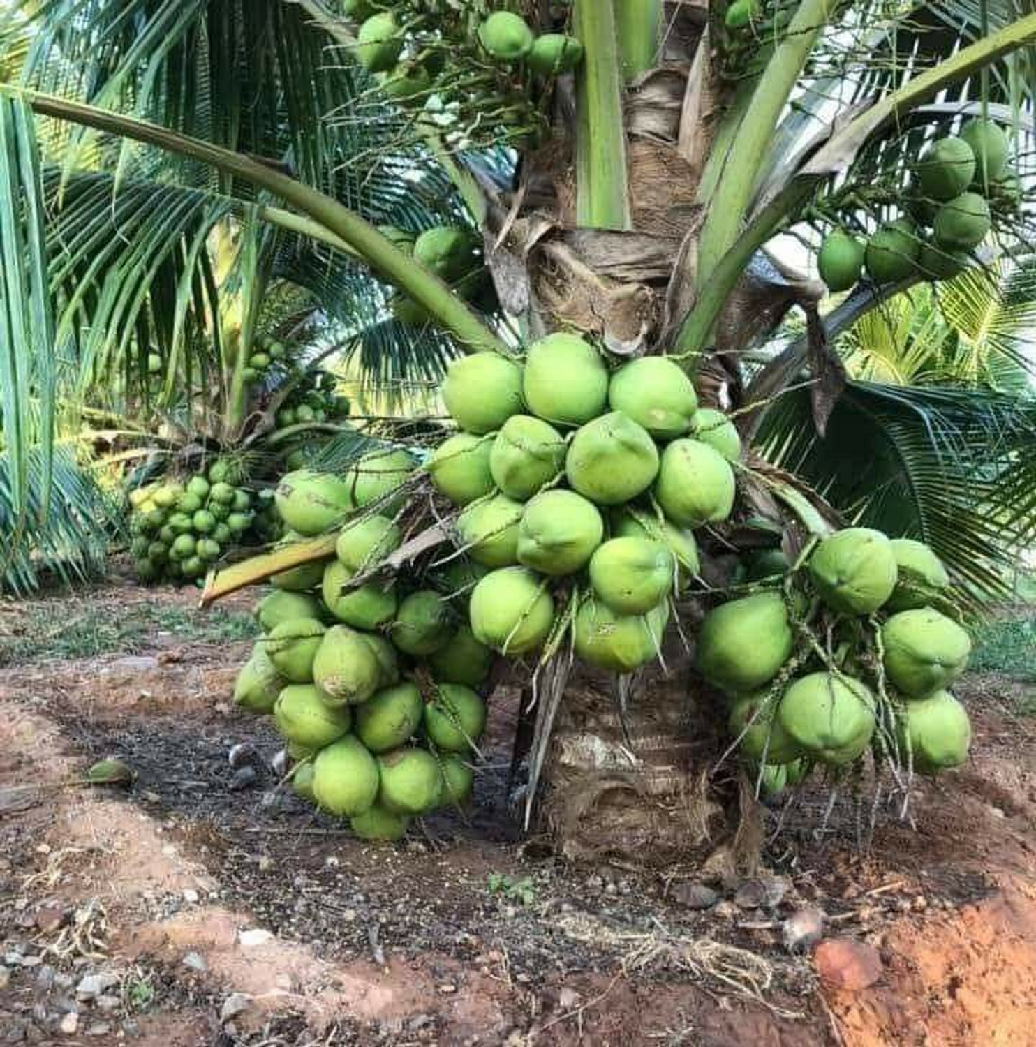 Image of ZivoGreen Coconut Plant sapling