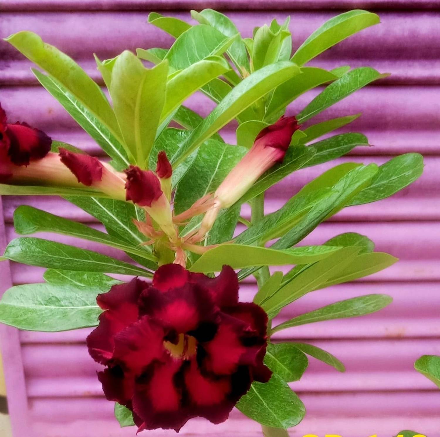 ADENIUM GRAFTED Adenium Plant sapling