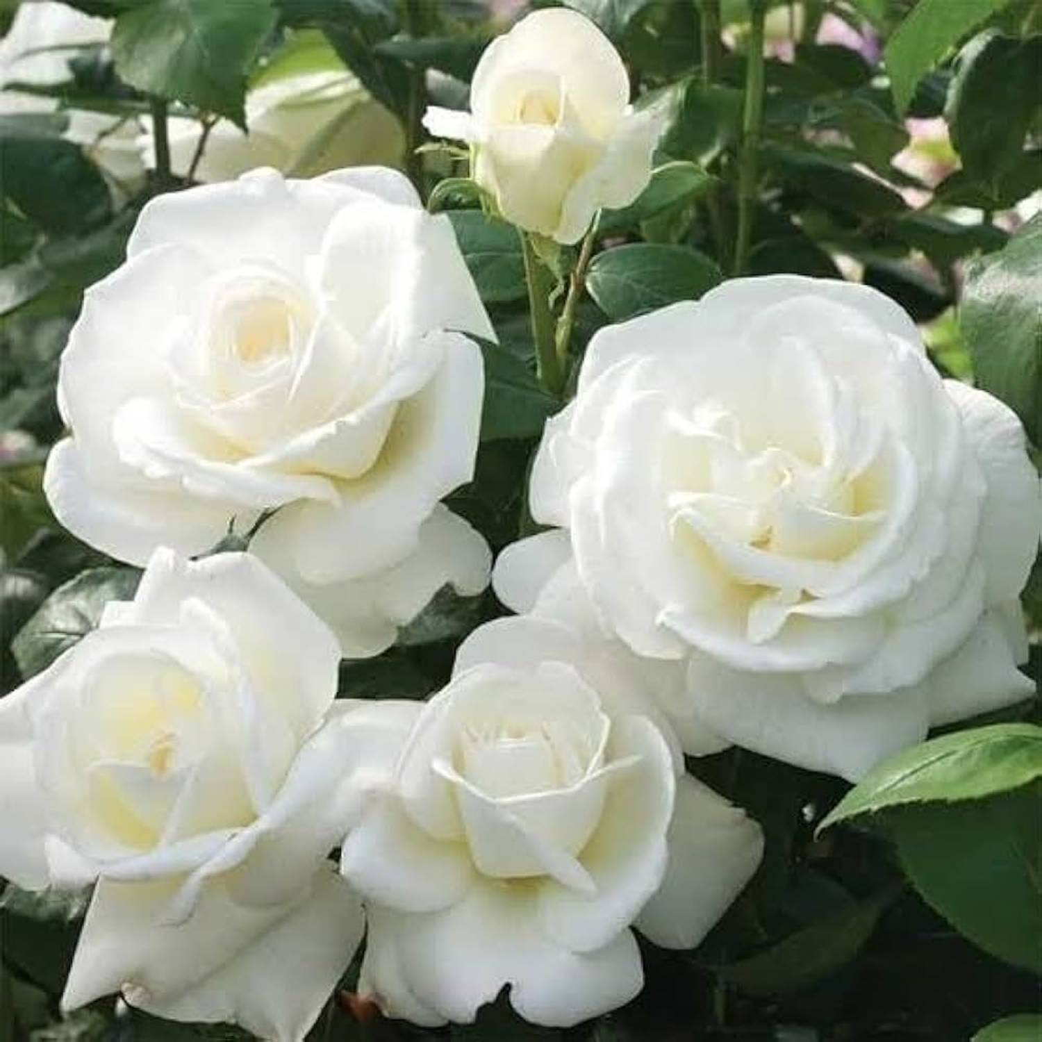 MONDAL Rose Plant Pack of 1 - Image 2