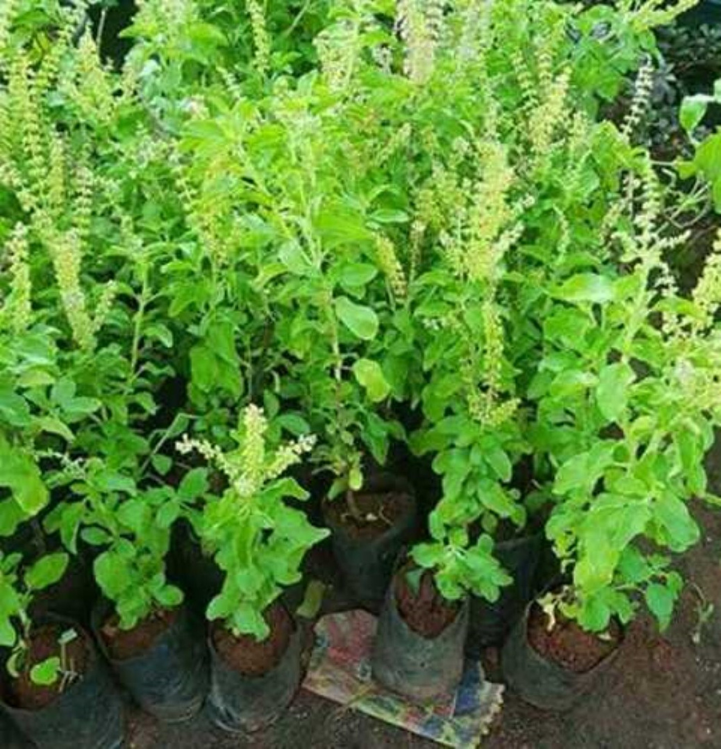 Image of SUWAMABACHI Tulsi Plant sapling