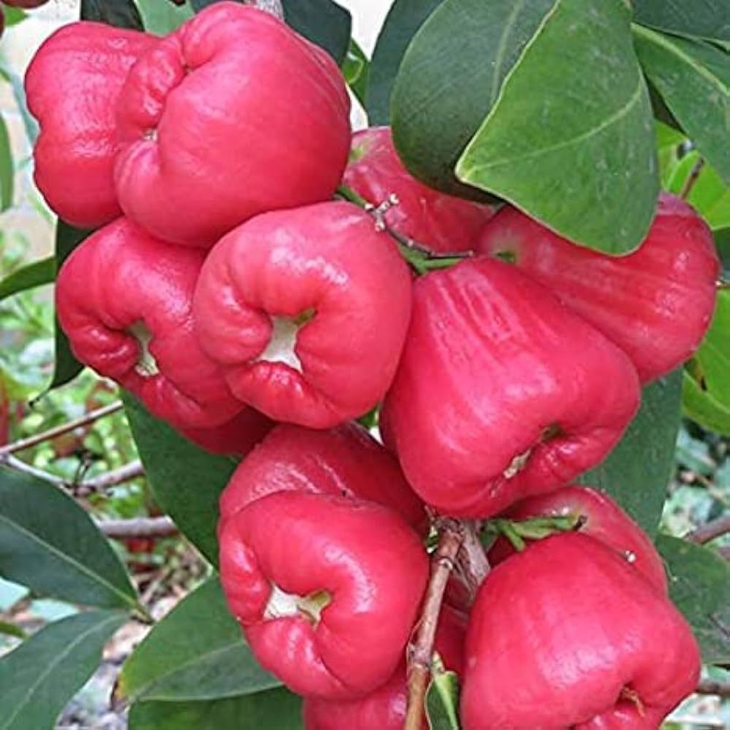 Image of EDEN OF EARTH Water Apple Red Plant