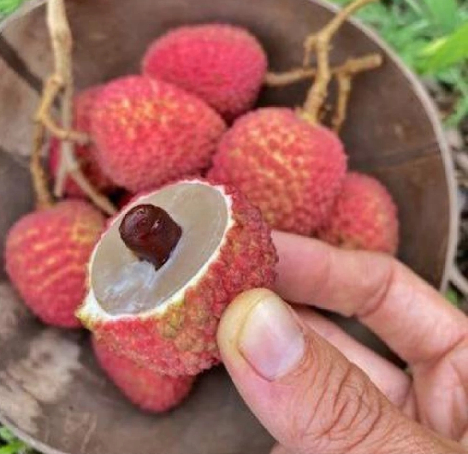 Image of Fruitful Litchi Plant sapling