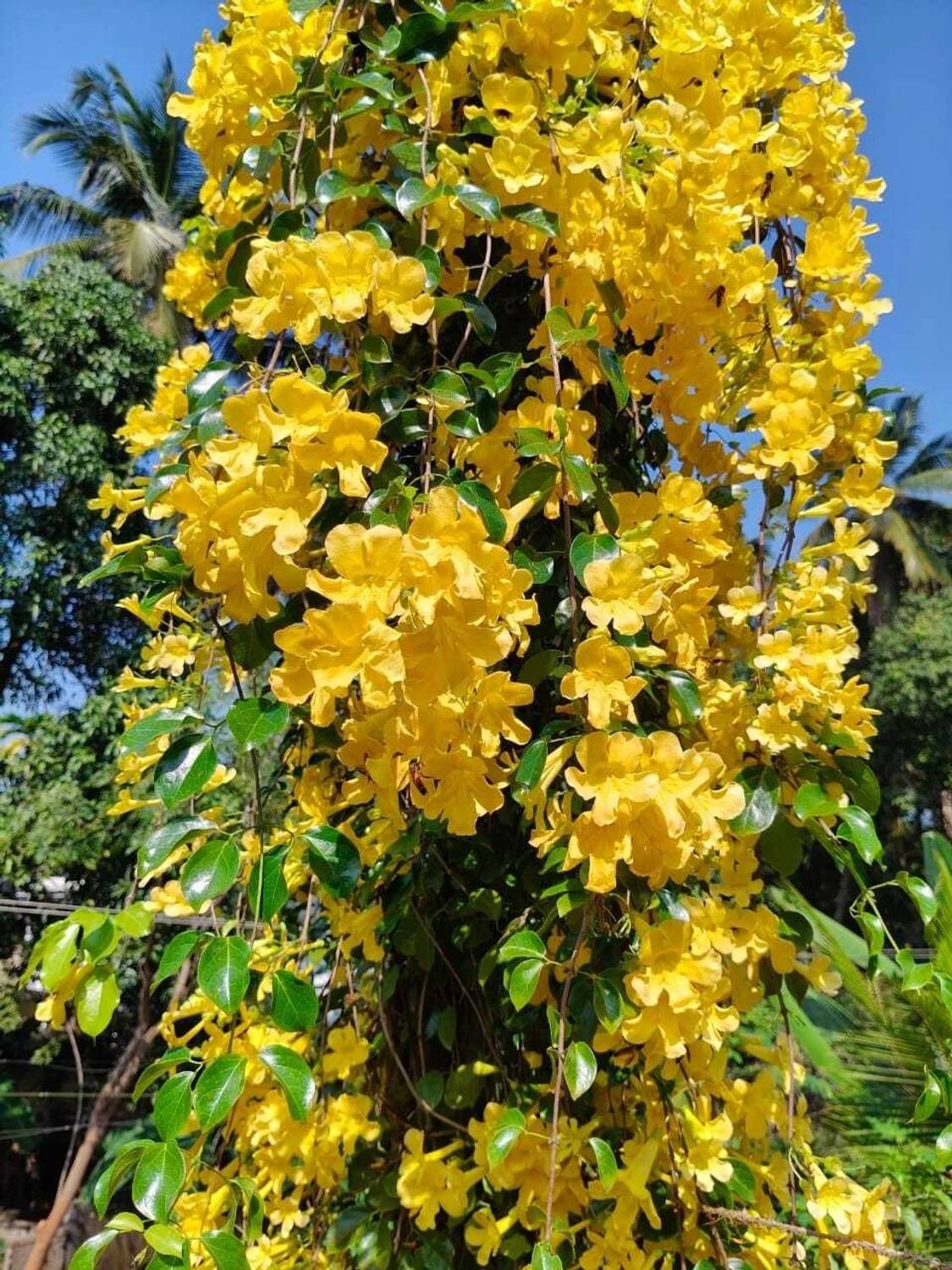 にゃち Hithaishi blooms Cat's Claw Plant Price in India - Buy Hithaishi