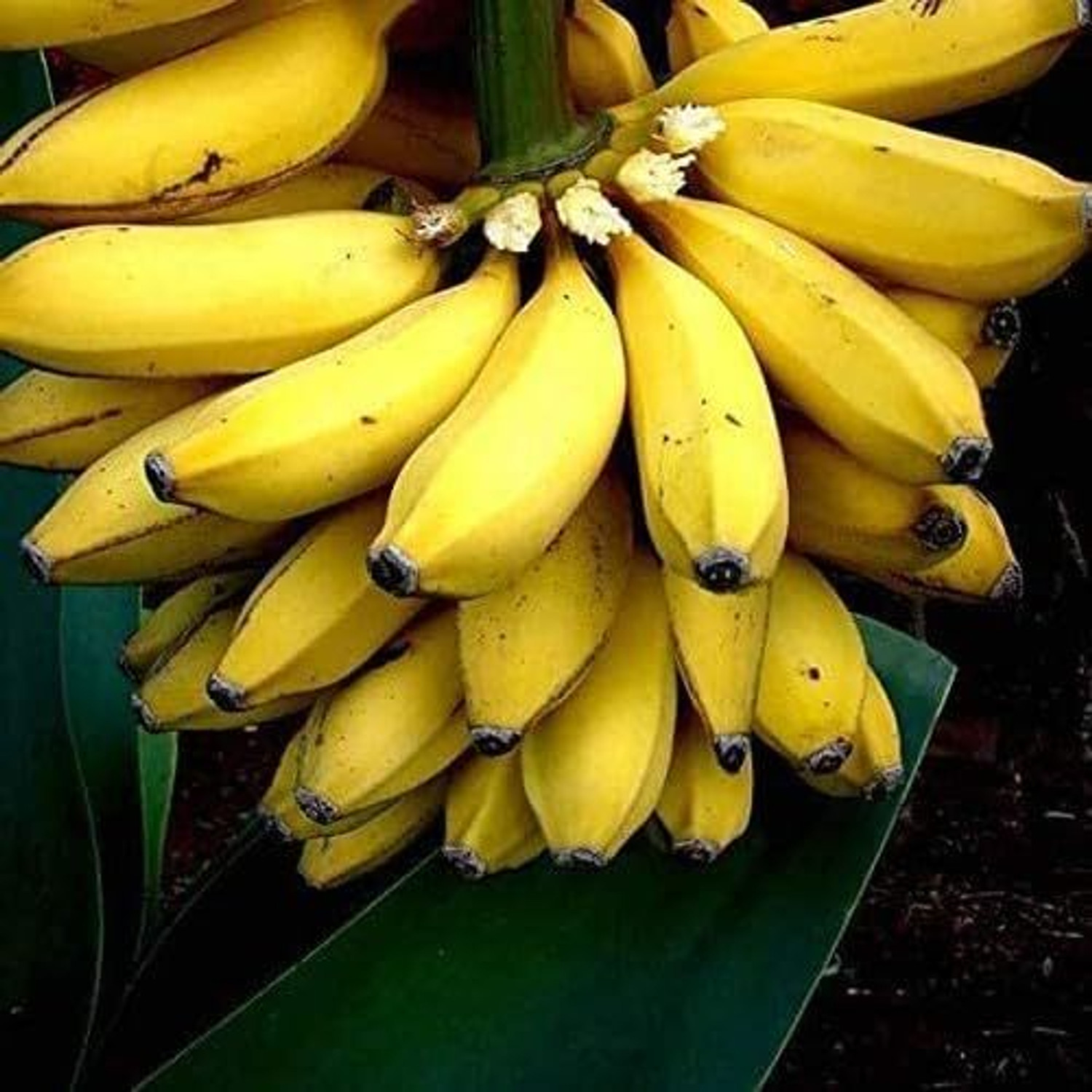 Image of Cloud Farm Banana Plant sapling