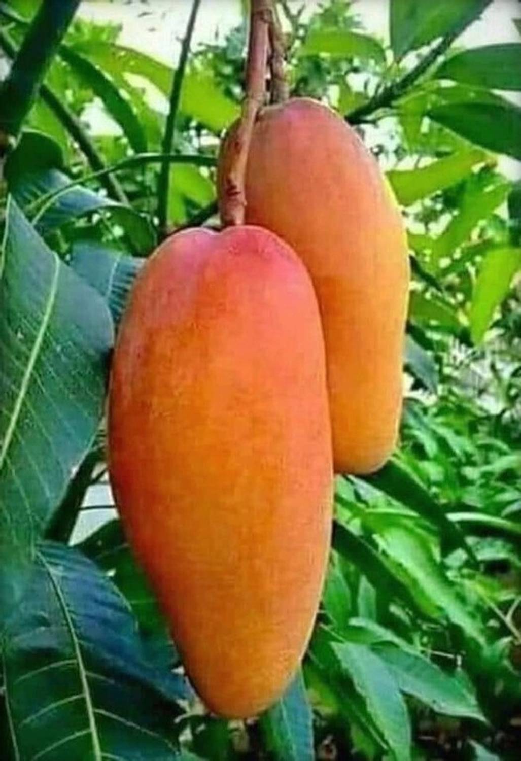FSK Mango Plant Pack of 1