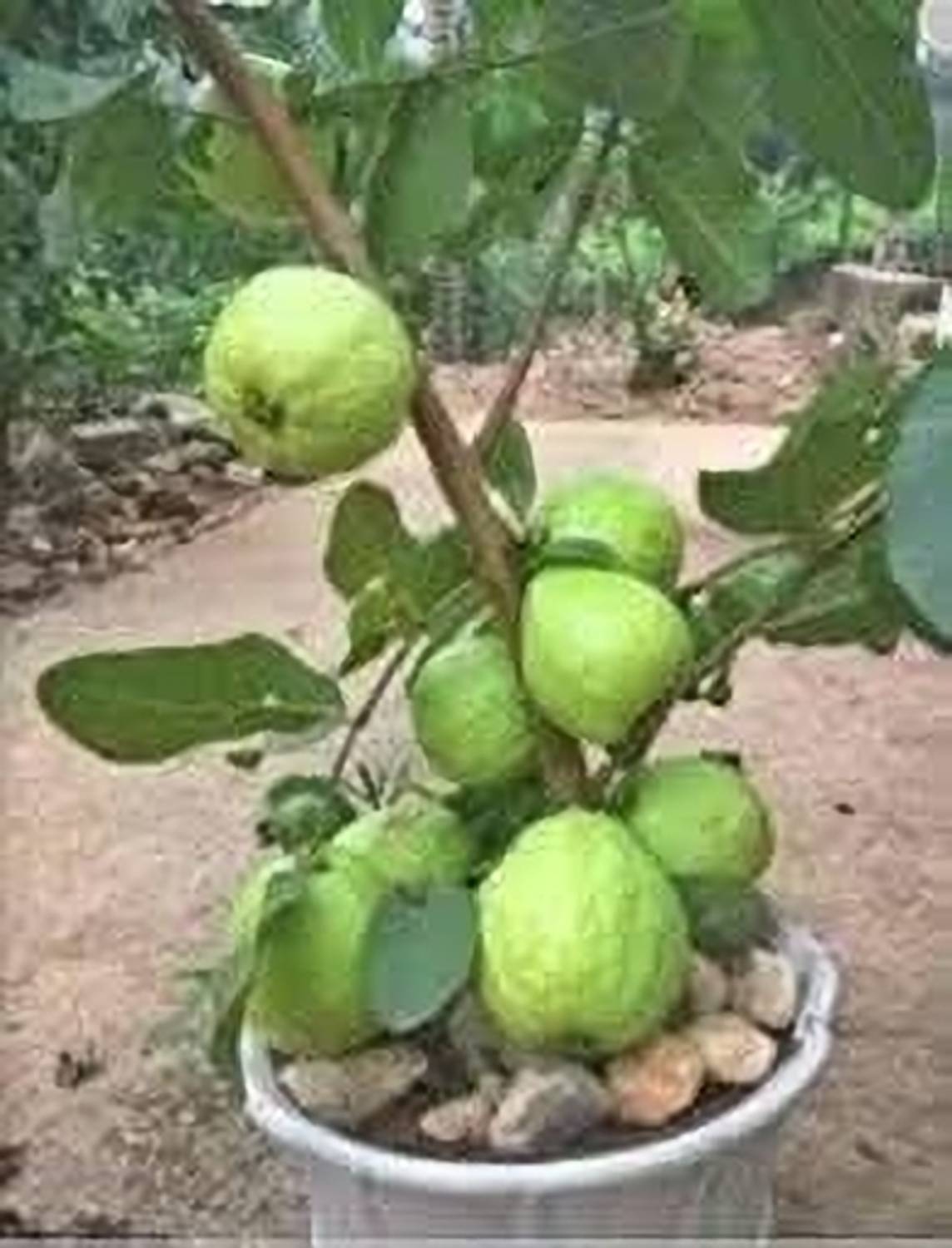ABEFARIYA Guava Plant  sapling