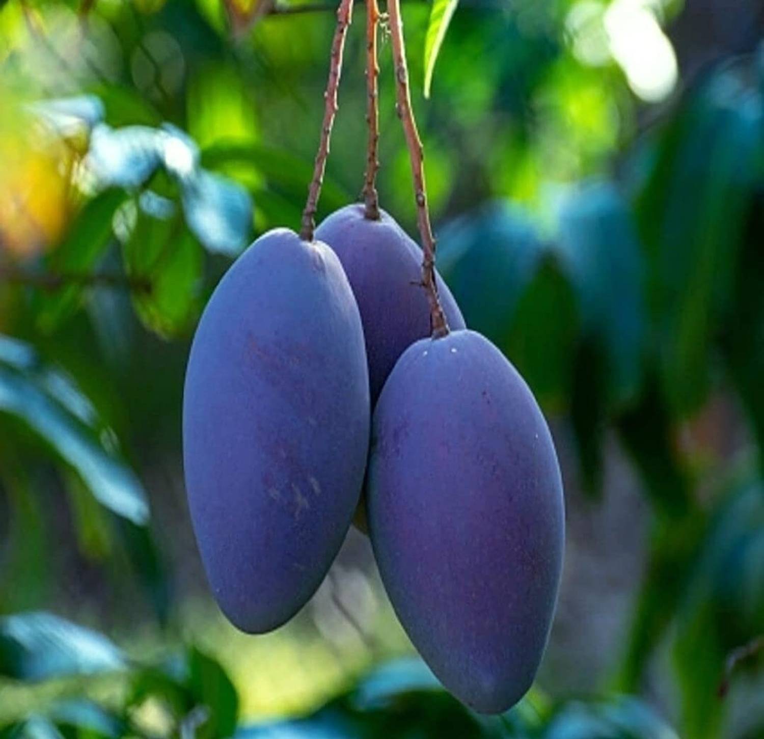 APOSOLUARD Mango Plant sapling