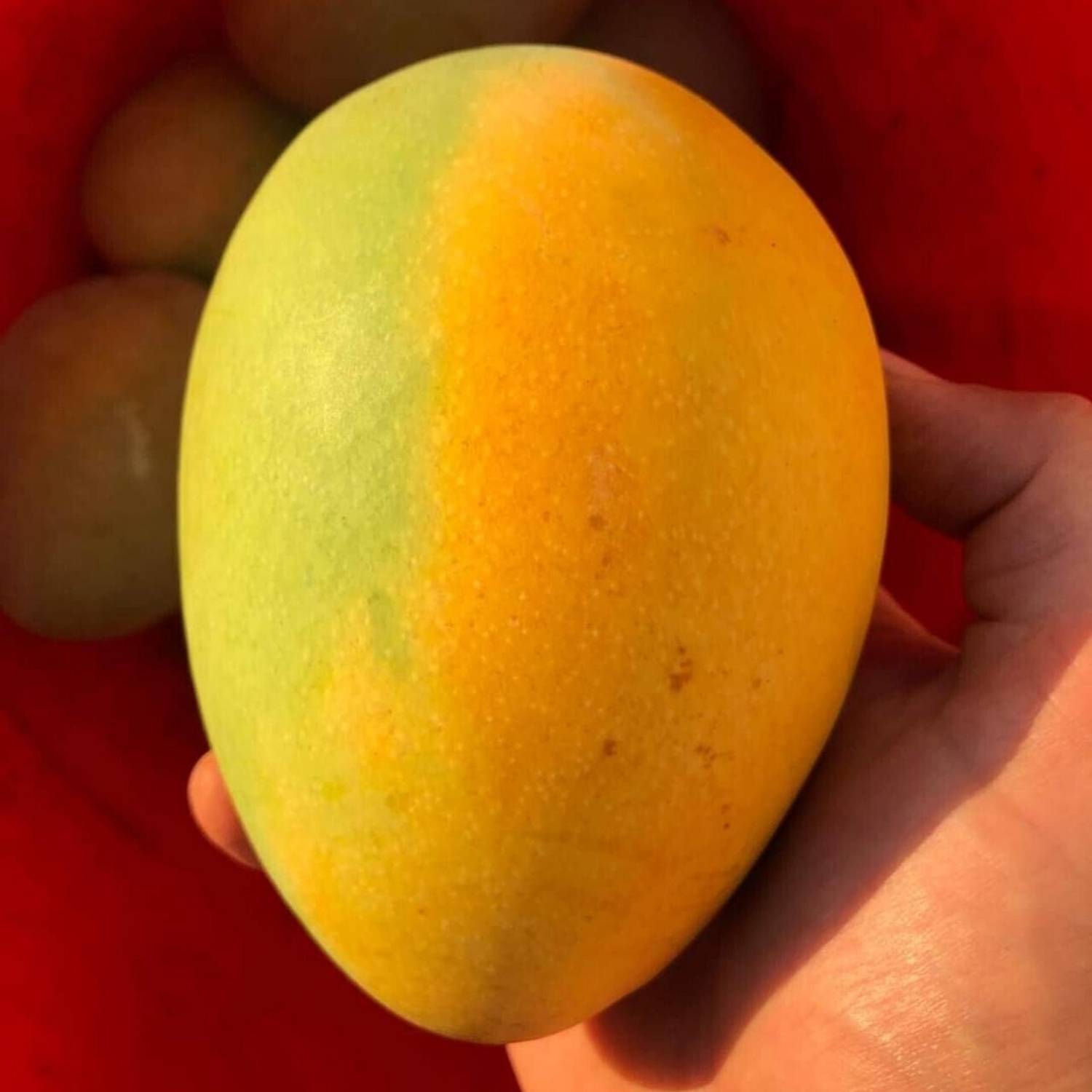 Bonsai Empires Carrie Grafted Mango Plant sapling