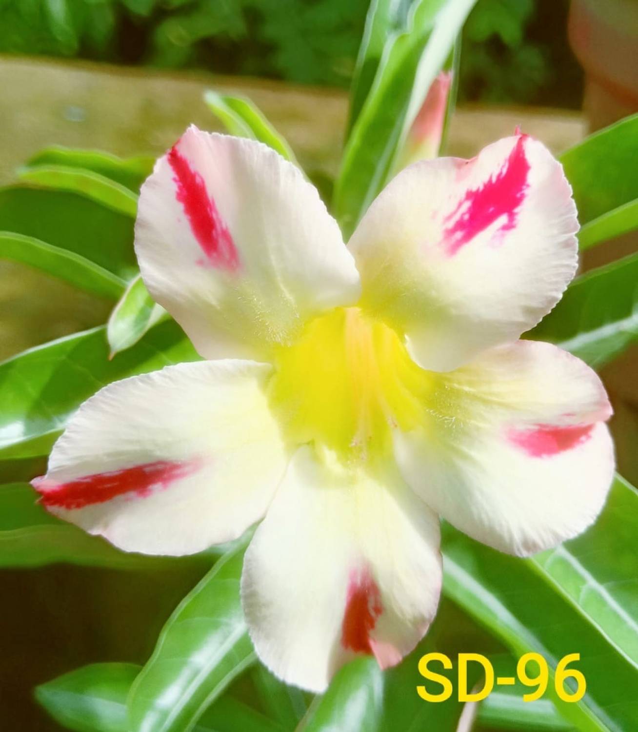 ADENIUM GRAFTED Adenium Plant sapling
