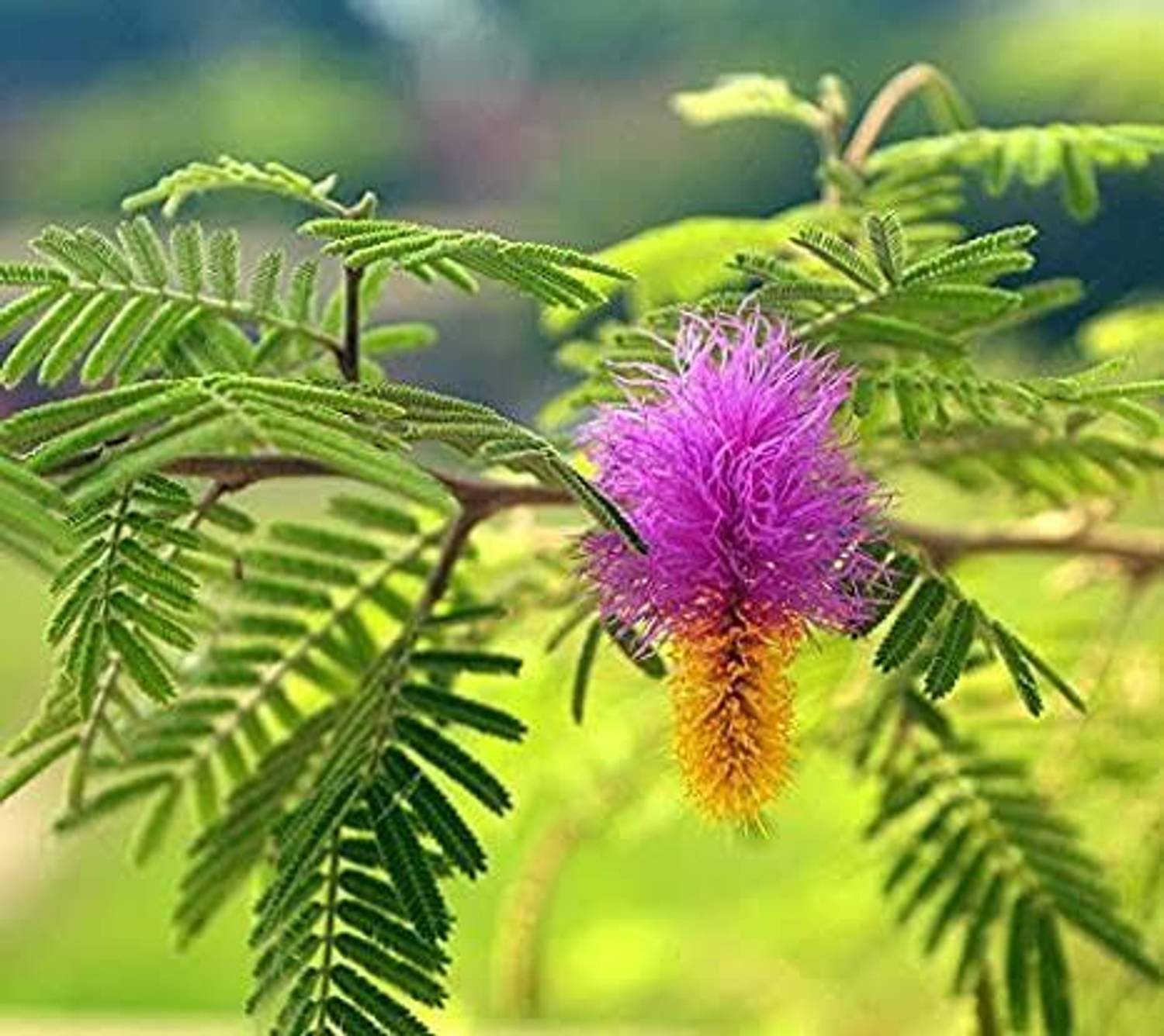 AICHPLANTSEED Shami/Jand Plant sapling