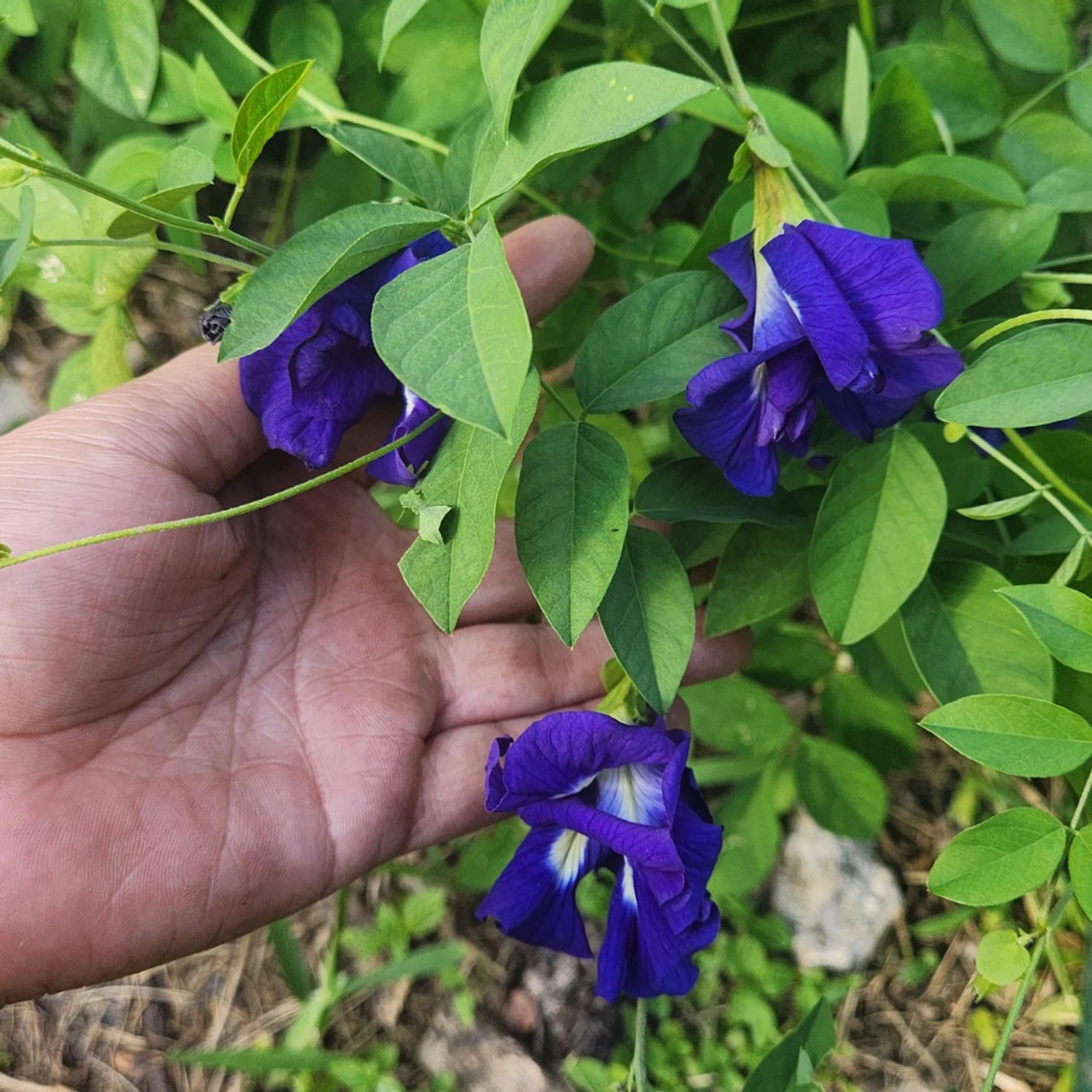 Image of GREENLEAVESSHOP Aparajita / Butterfly Pea Plant sapling