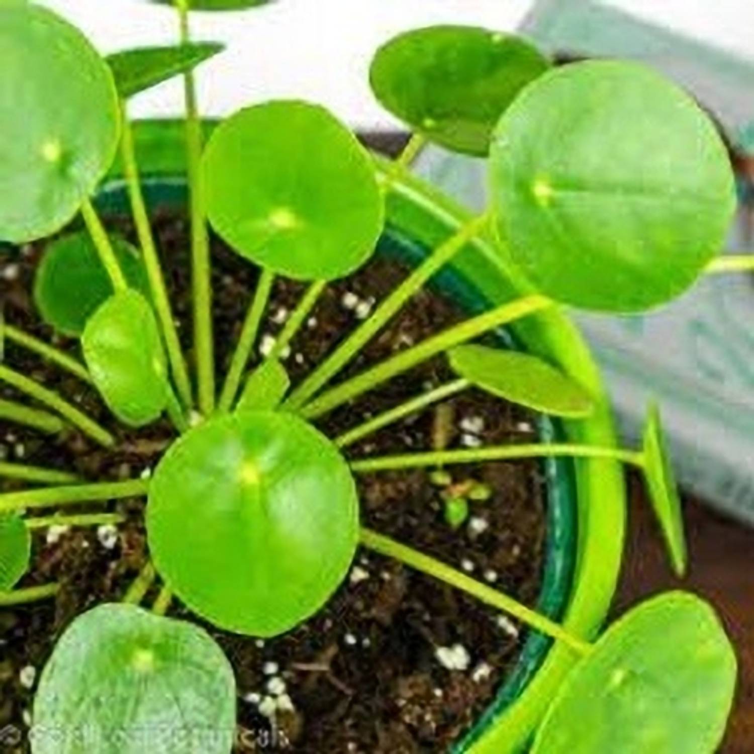 AICHPLANTSEED Money Plant sapling