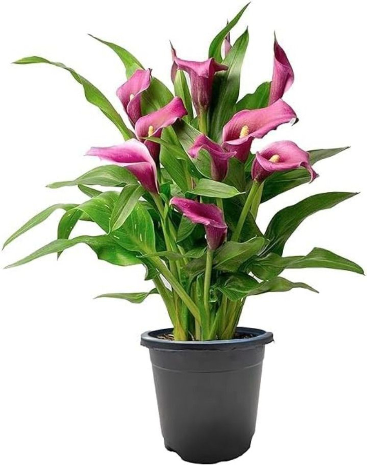 Image of Boltu Peace Lily Plant