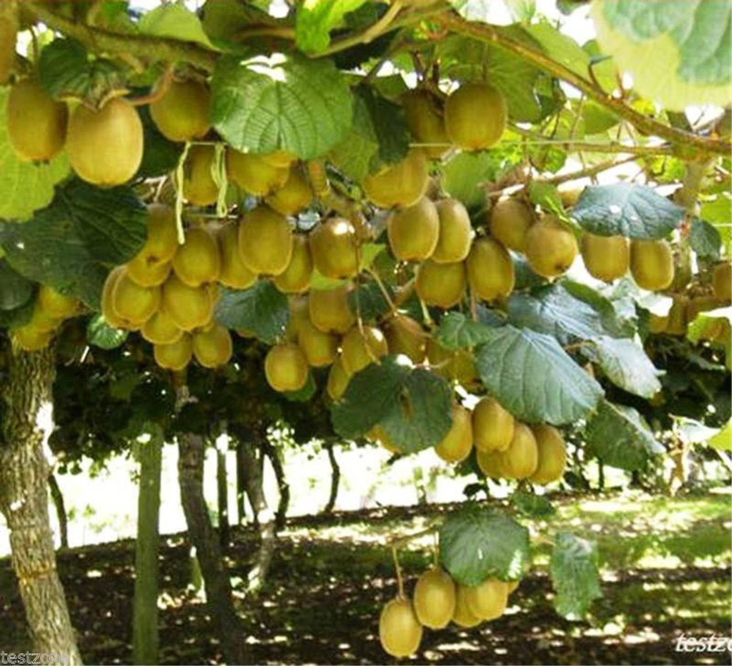 mskキウイつる perennial-no-yes-kiwi-fruit-
