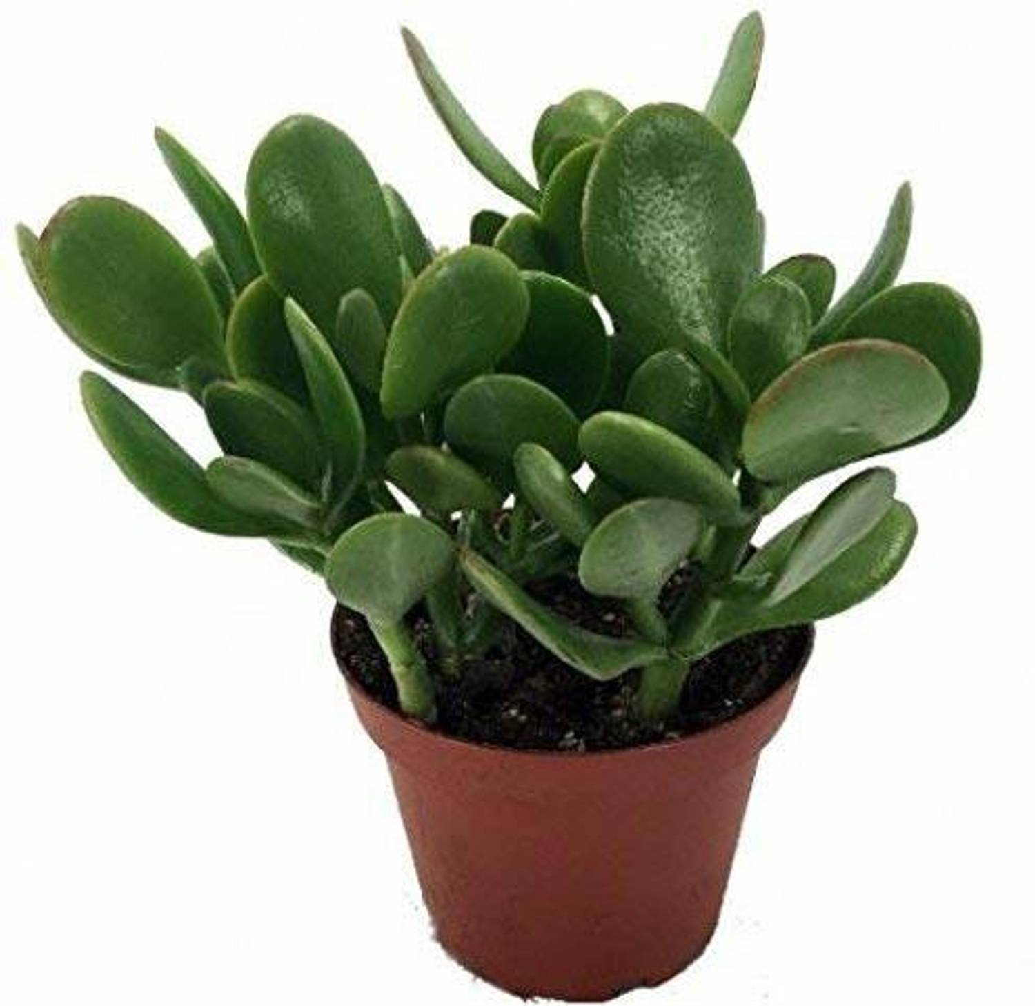 Agroo Liv Jade Plant sapling