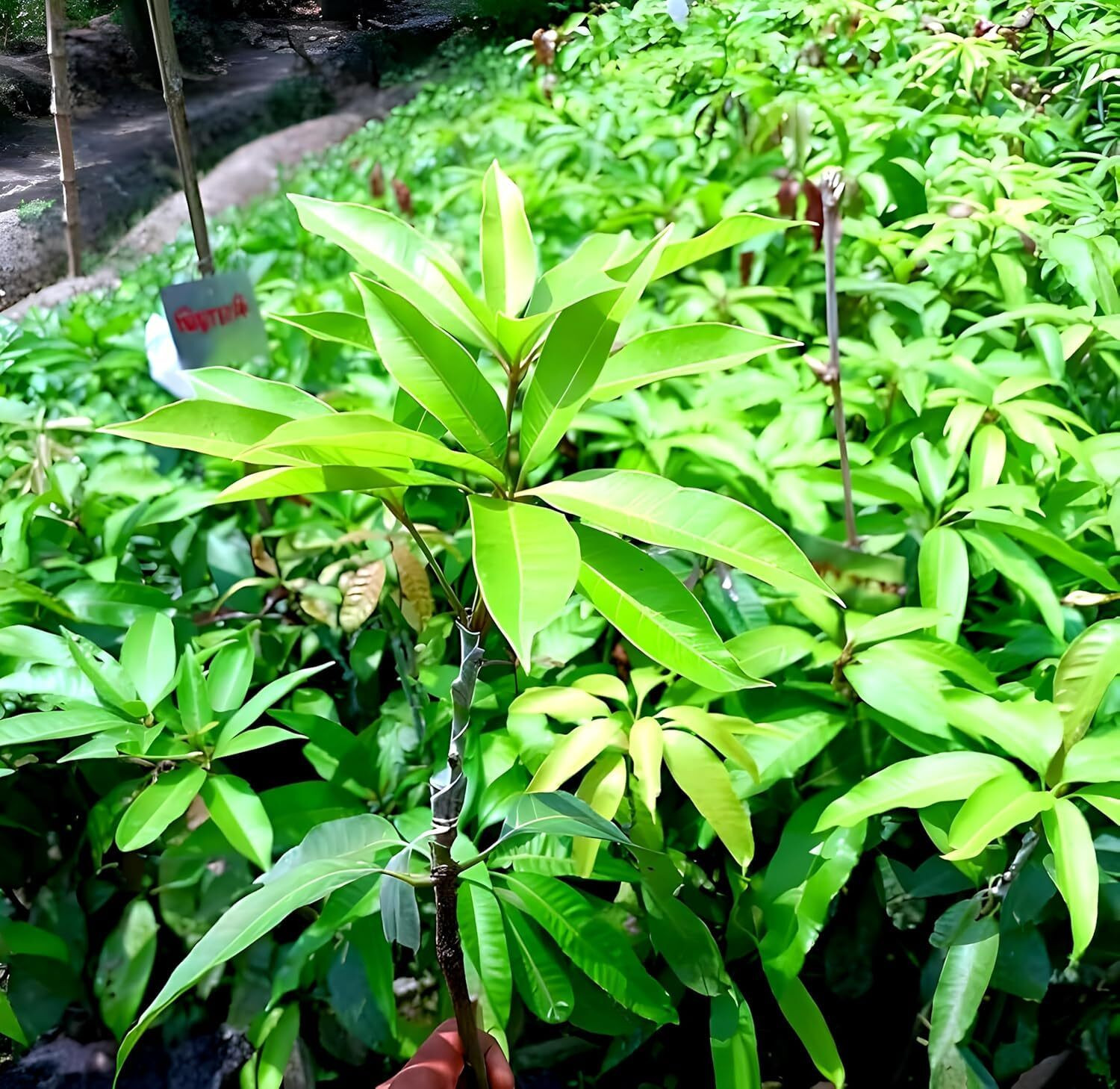 Image of PAJUSDYASI Miyazaki Mango plant sapling