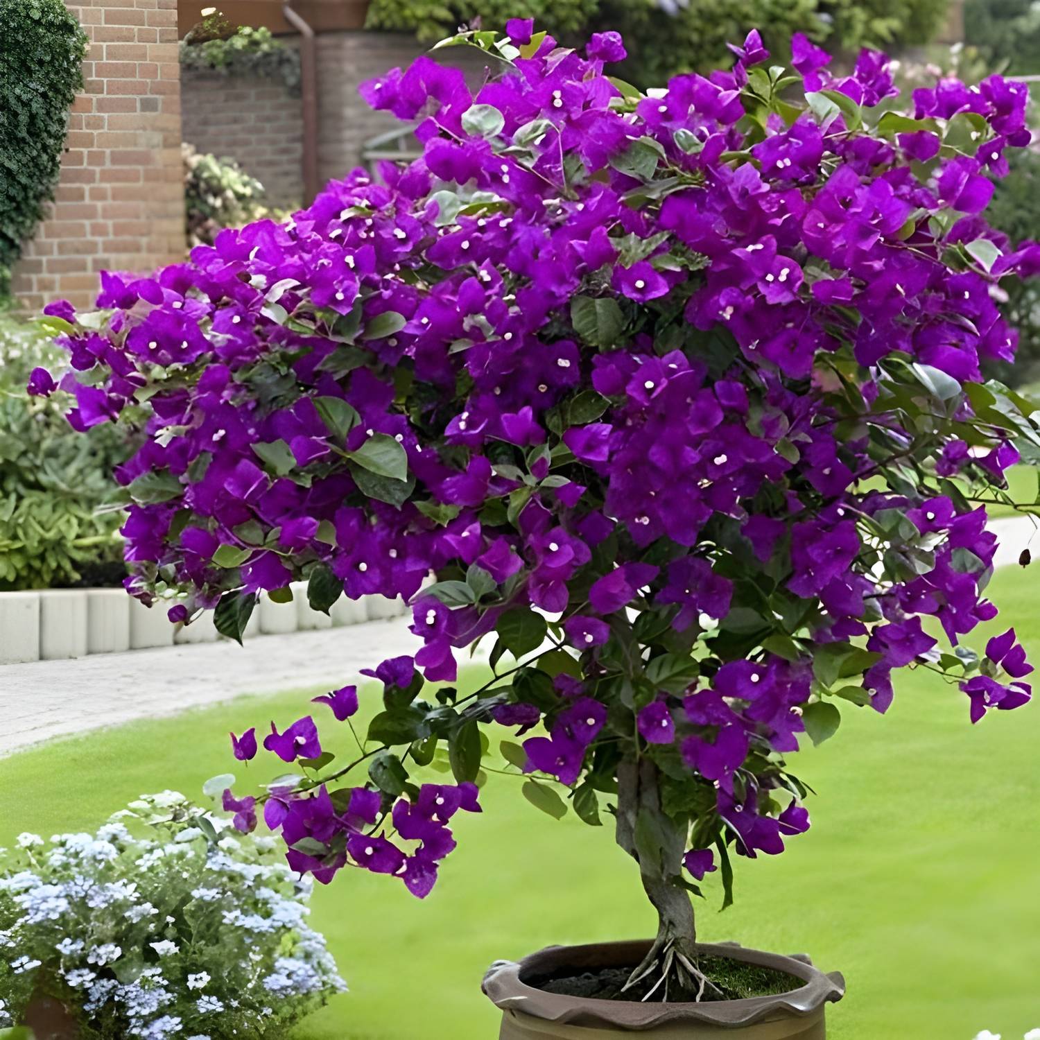 ABEFARIYA Bougainvillea Plant  sapling