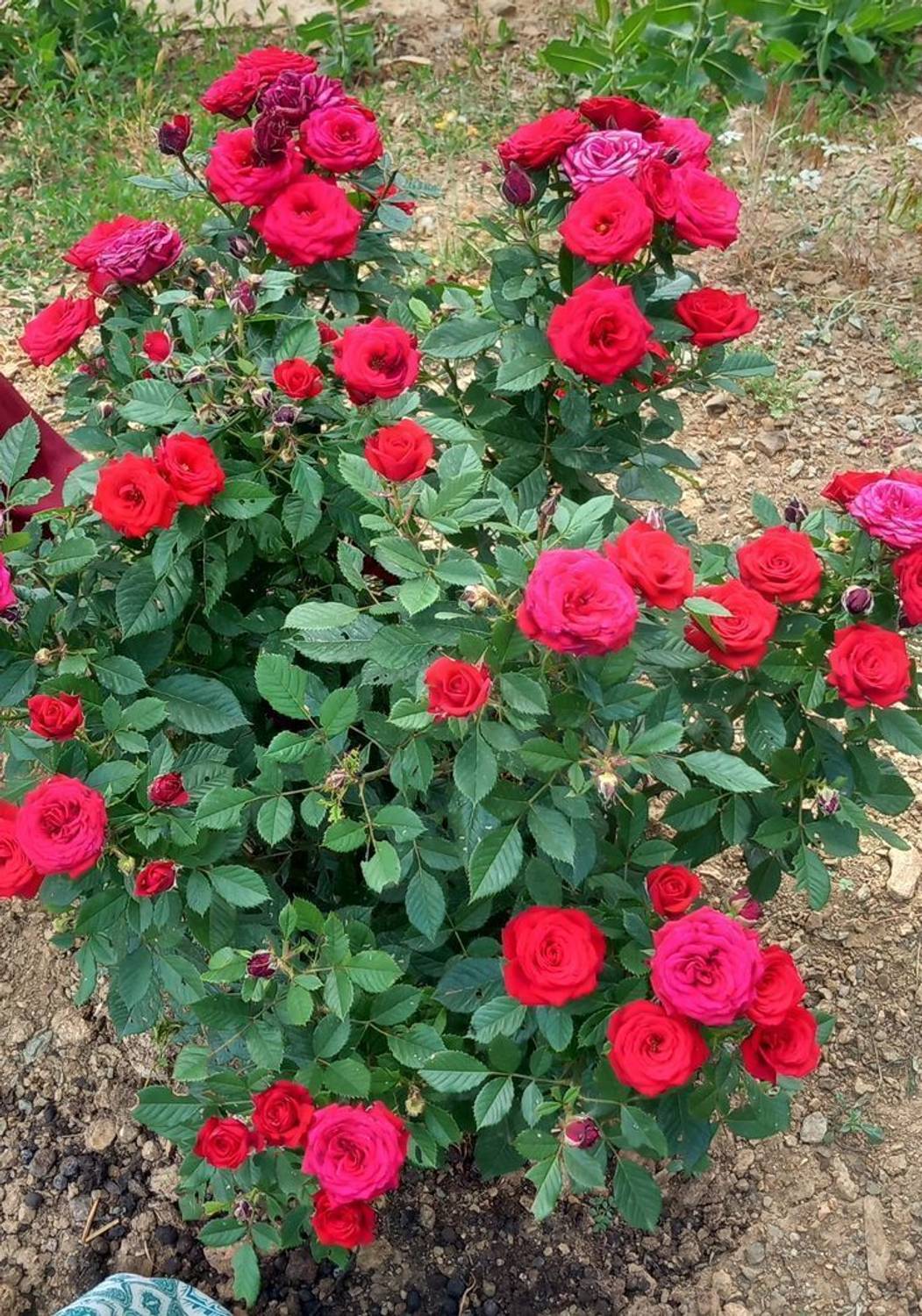 GreenyOn Rose Plant Price in India - Buy GreenyOn Rose Plant