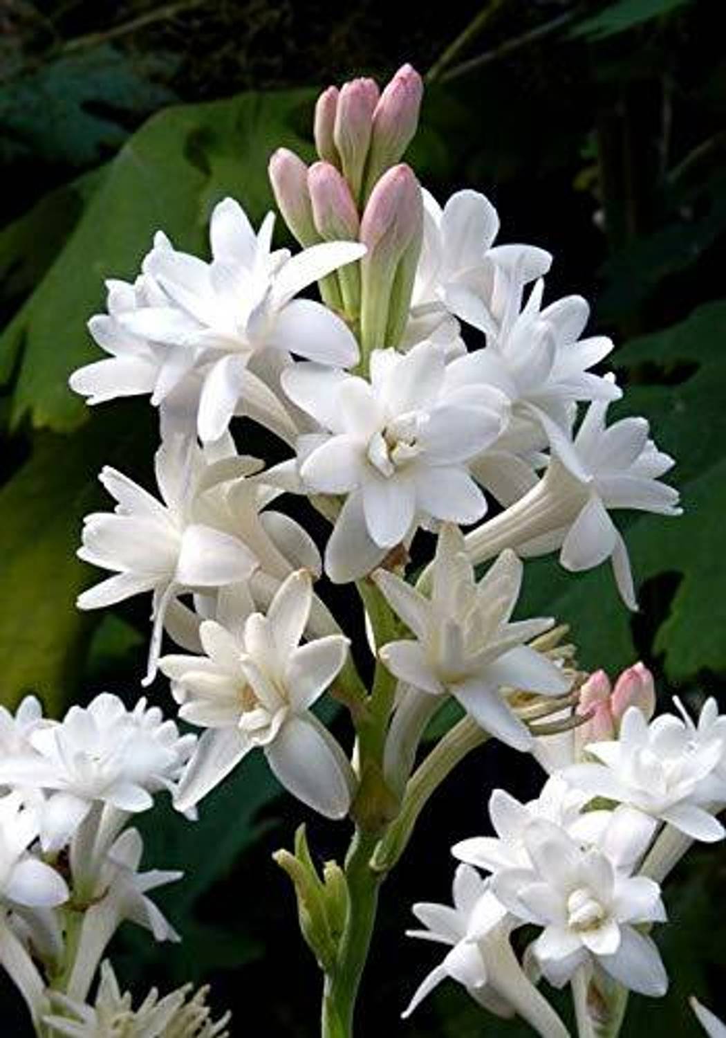 yes-annual-yes-orchid-81-1-pot