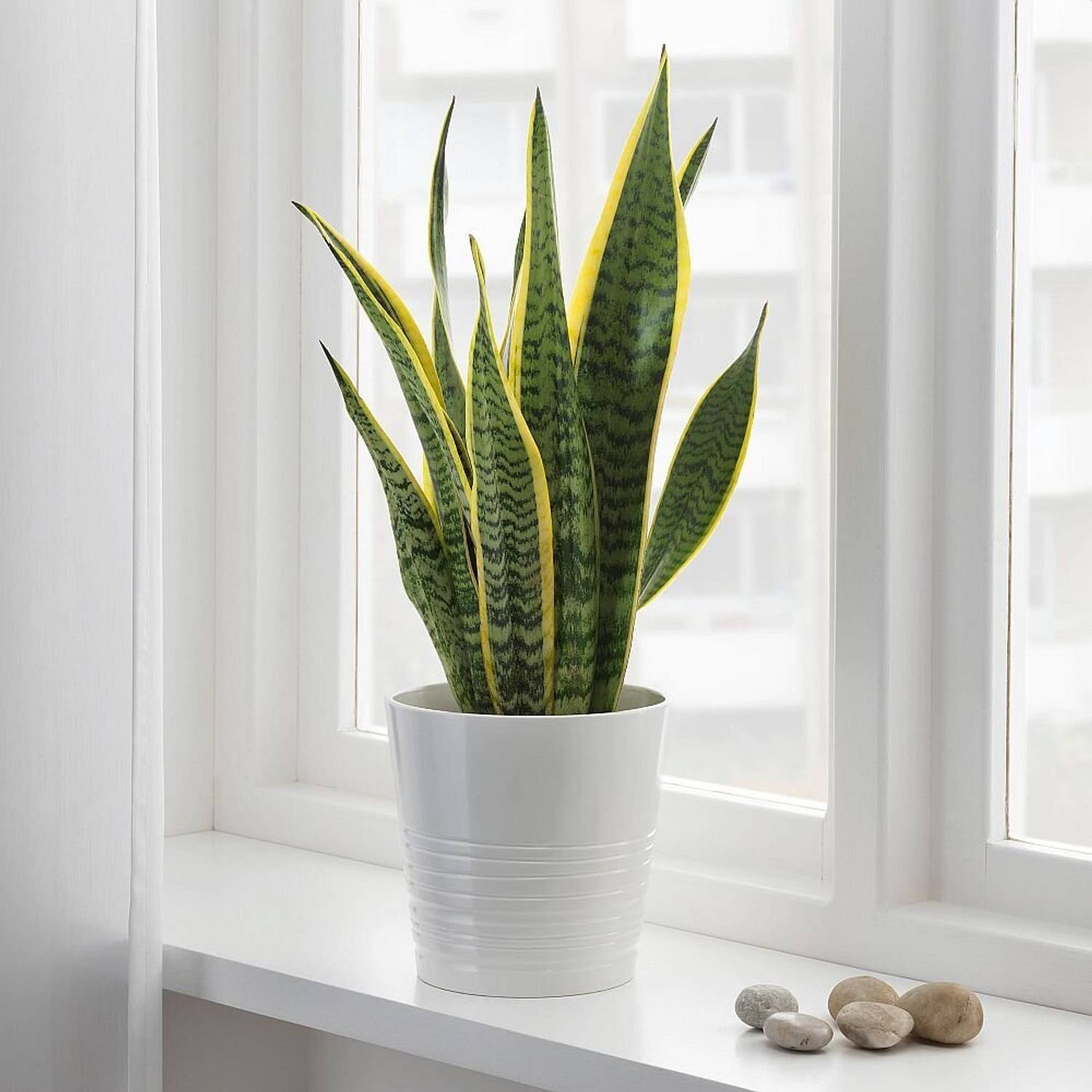 BISWAS GARDEN Snake Plant  sapling