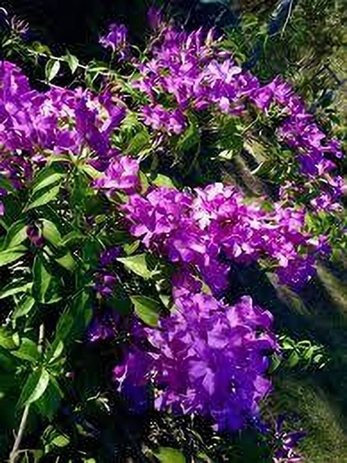 ABEFARIYA Turtle Vine Plant  sapling