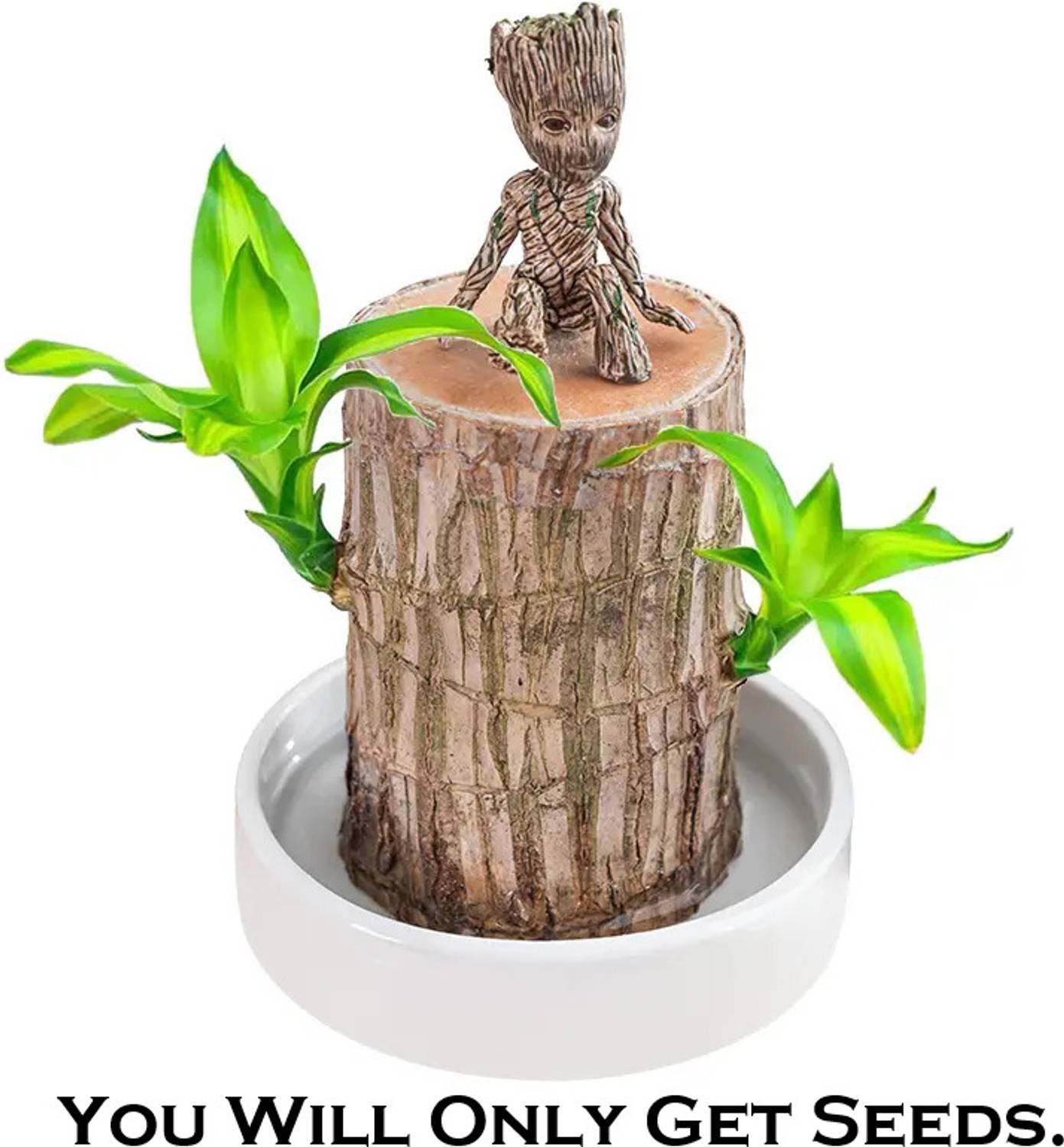 AloneFit Mini Brazalian wood sapling