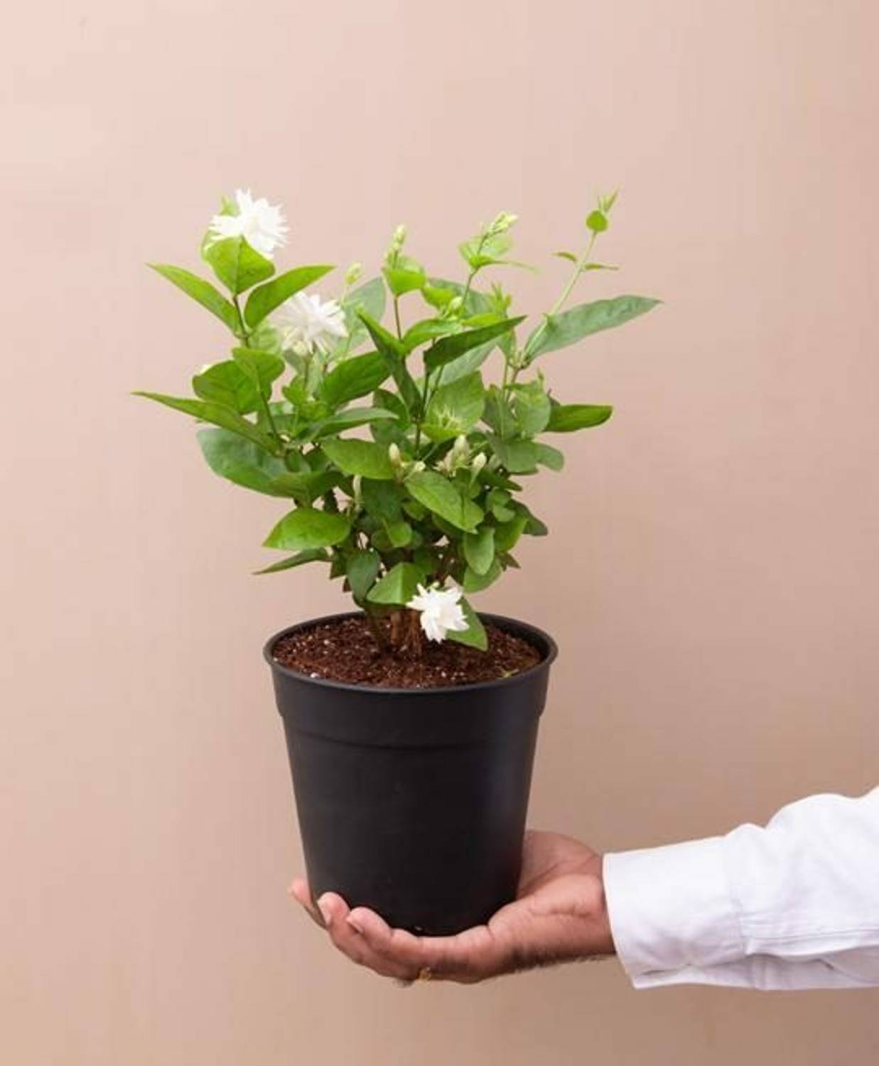 AloGardening Jasmine Plant sapling