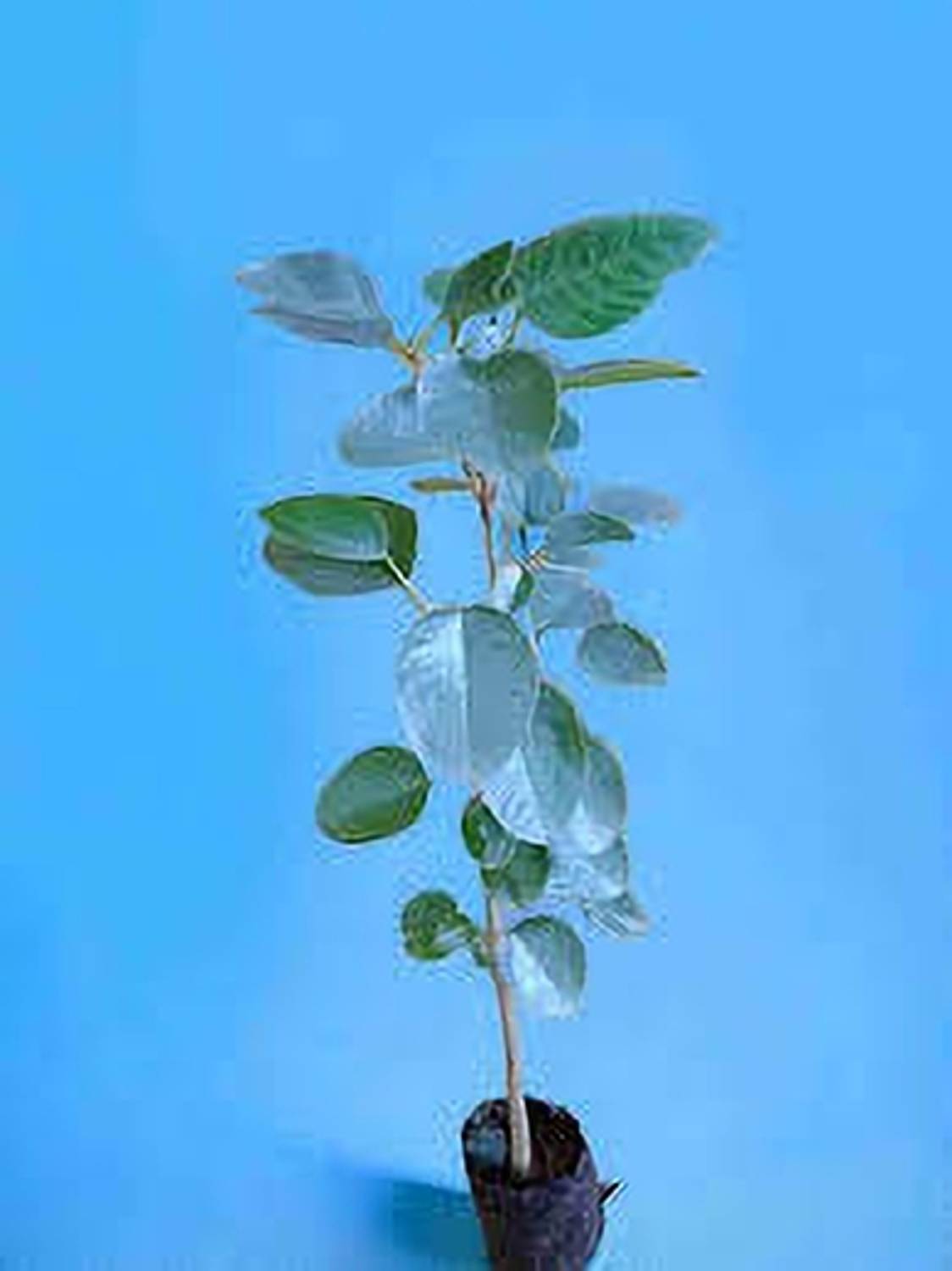 ALOCHUZ Red Sandalwood Plant  sapling