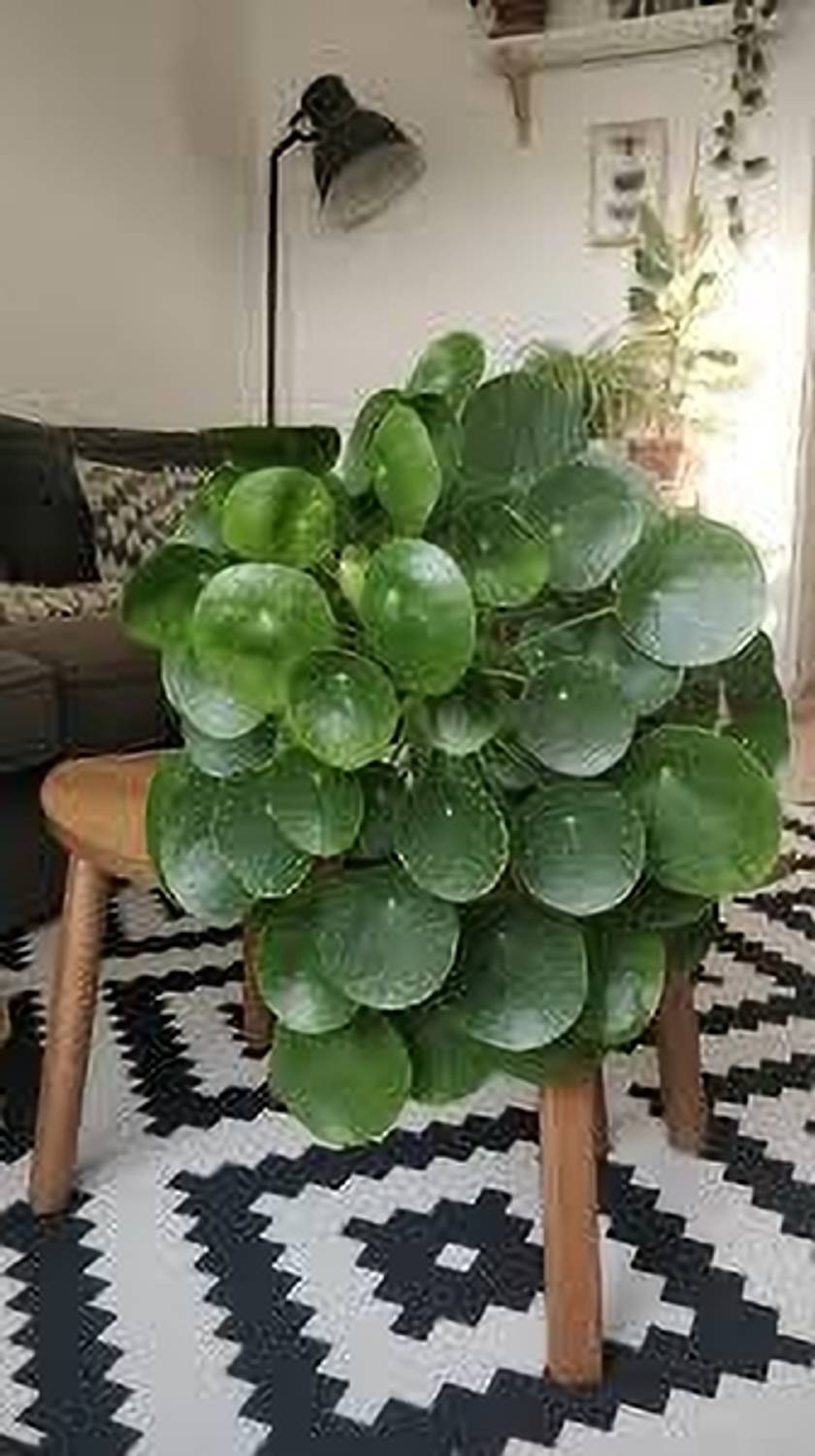 AICHPLANTSEED Money Plant sapling