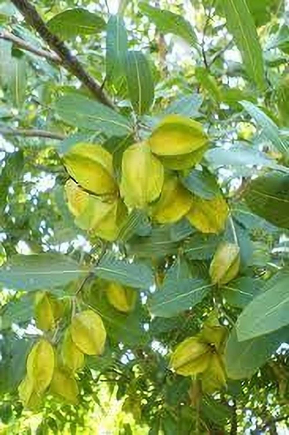 ABEFARIYA Terminalia/Arjuna Plant Price in India - Buy ABEFARIYA Terminalia/Arjuna  Plant online at Flipkart.com
