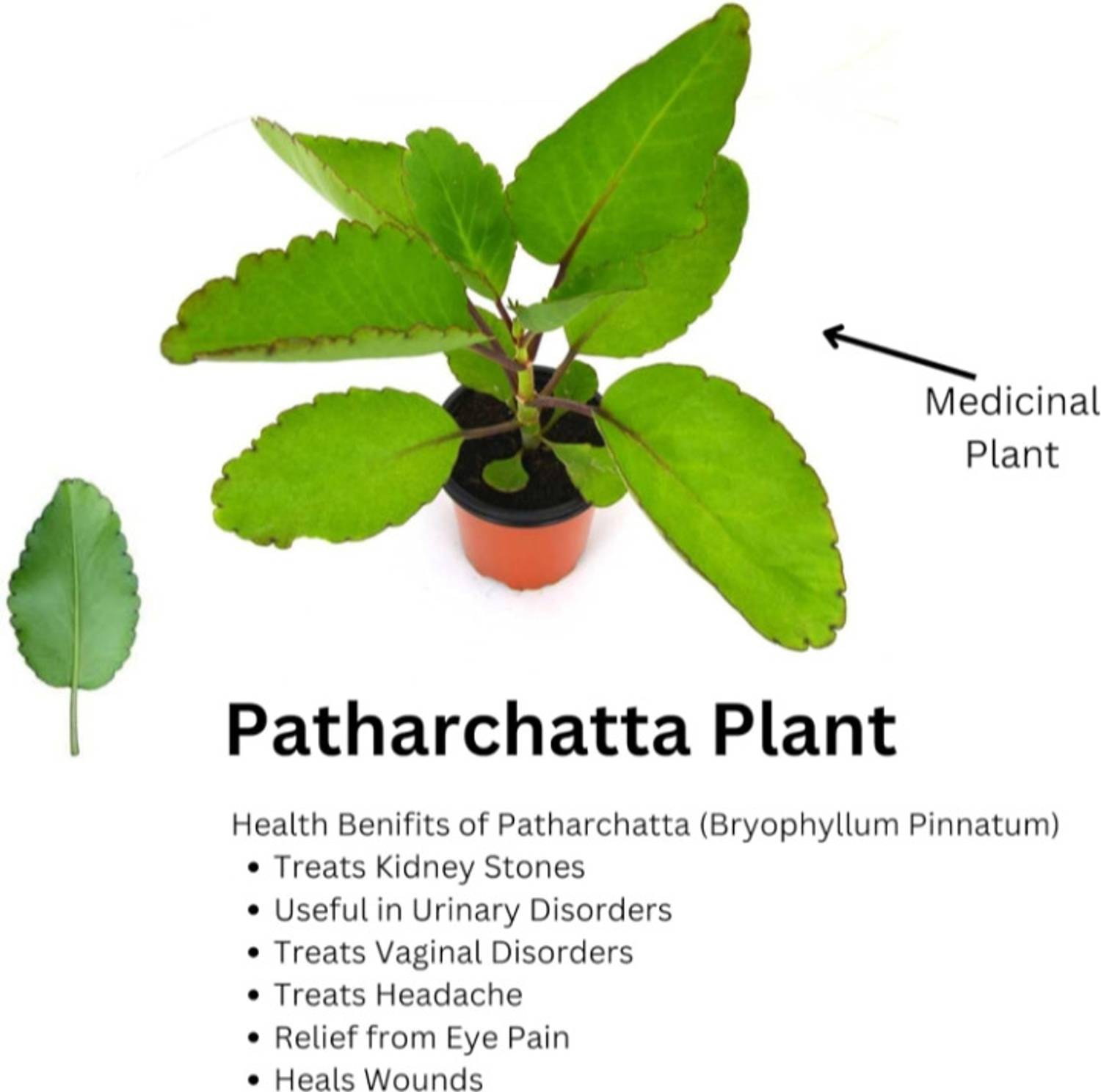 BerryBreeze Bryophyllum Pinnatum/Patharchatta Plant sapling