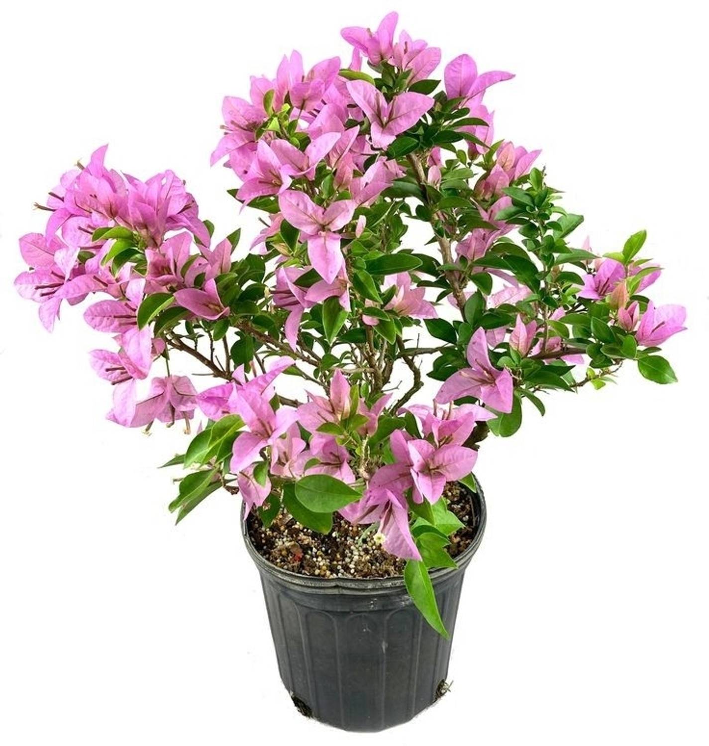 bougainvillea glabra Bougainvillea Plant sapling