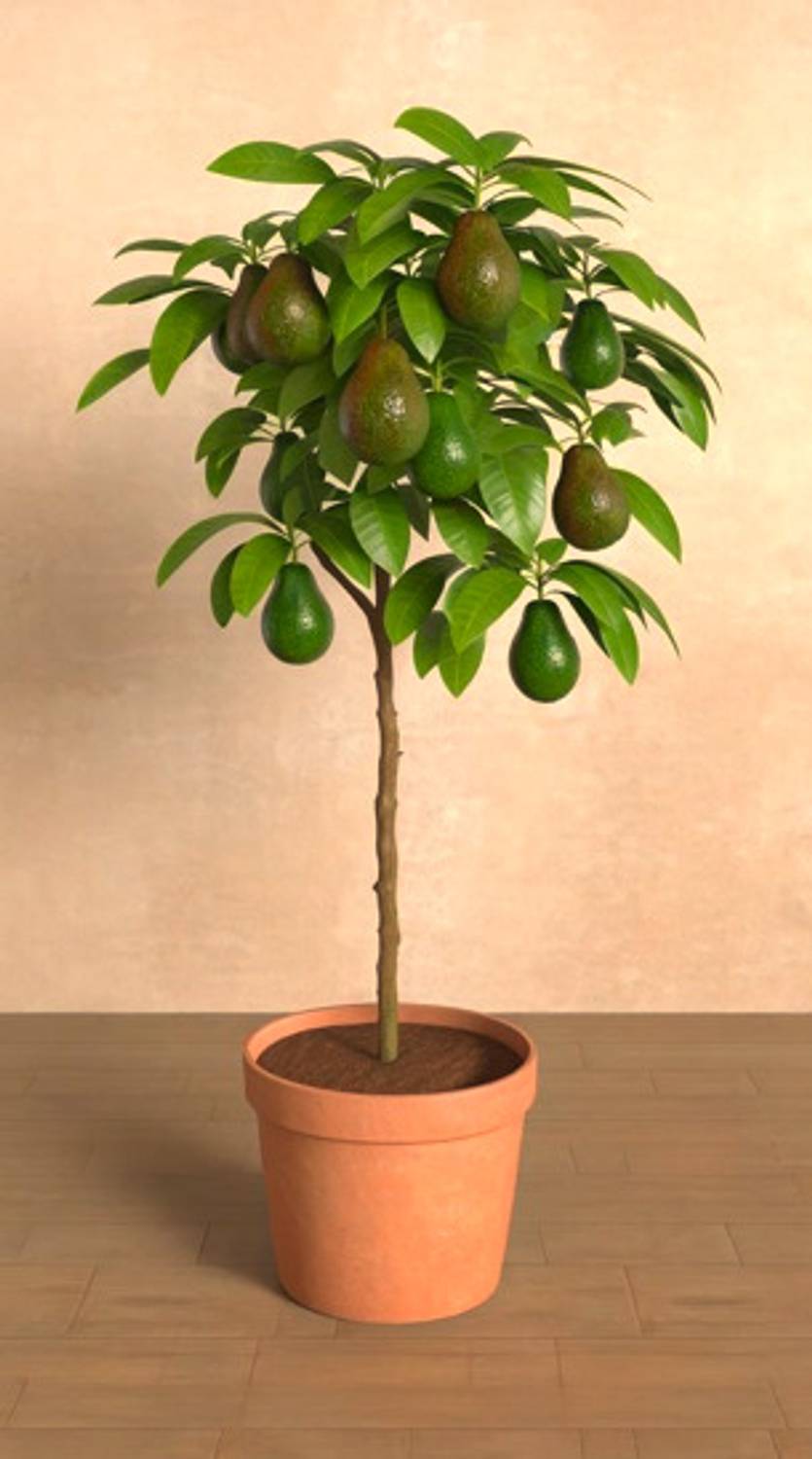 adenium Adenium Plant  sapling