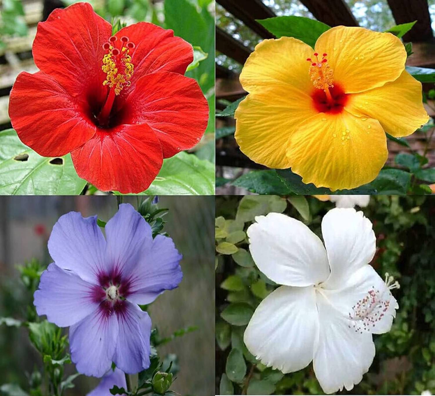 AloGardening Hibiscus Plant sapling