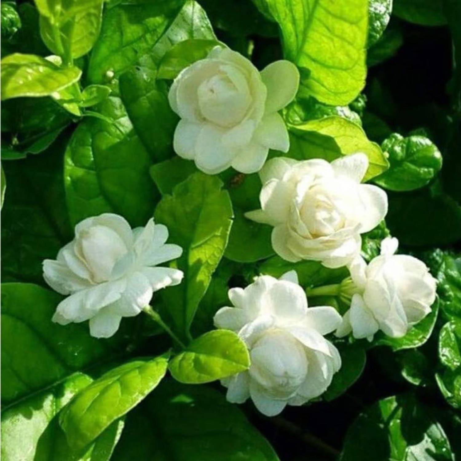BerryBreeze Mogra Flowering Plant sapling