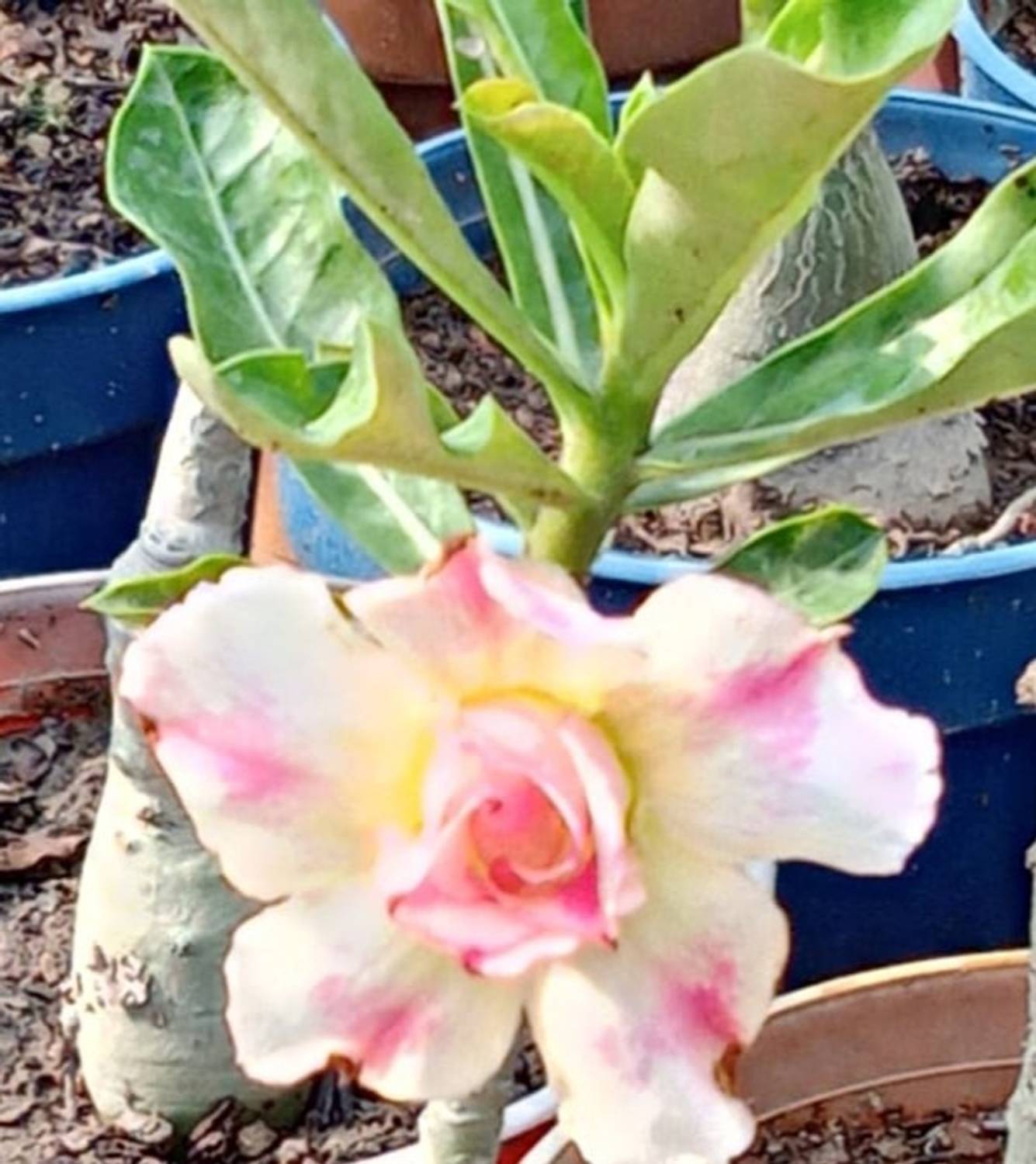ADENIUM GRAFTED Adenium Plant sapling