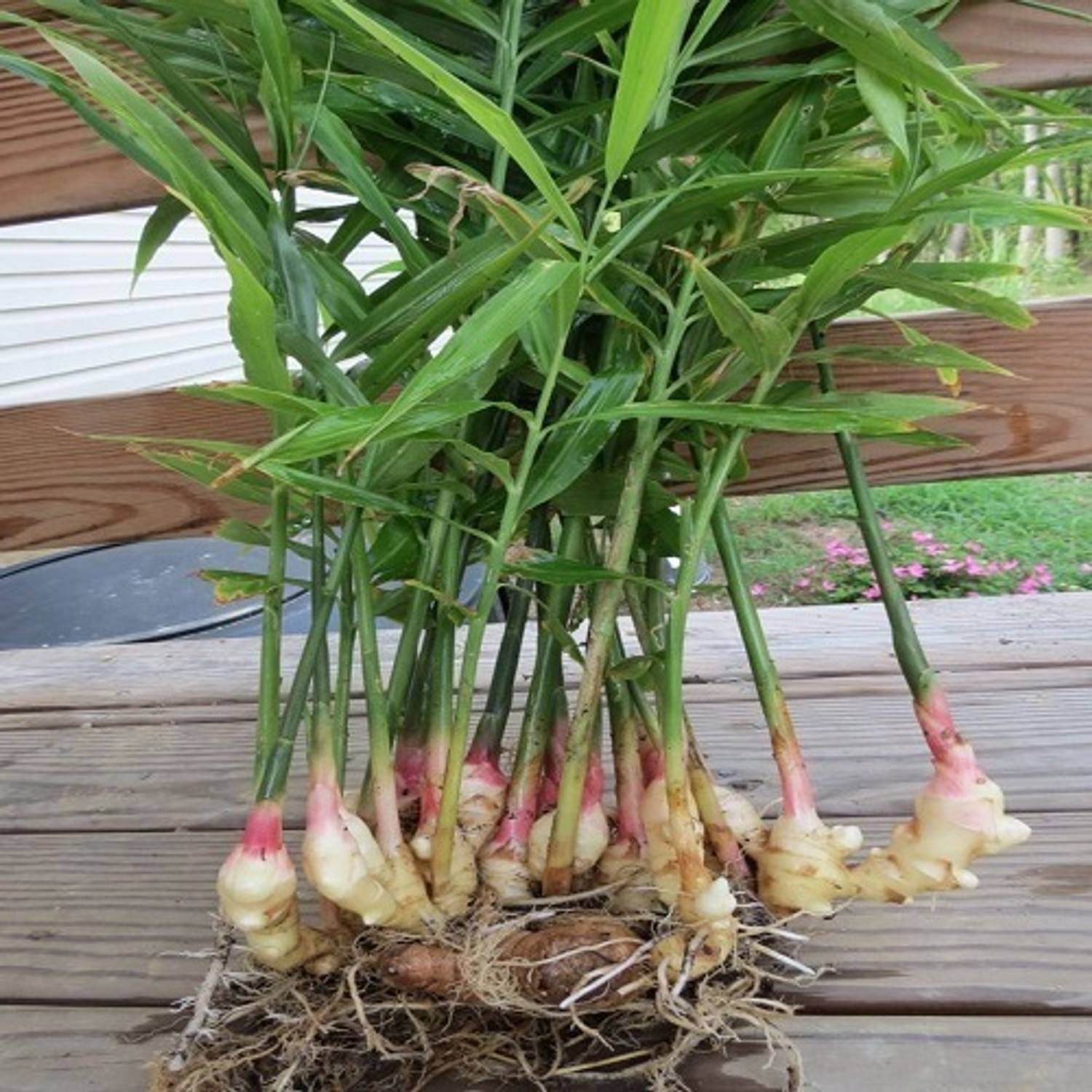 ANUSHKA GREEN BLISS Ginger Plant sapling