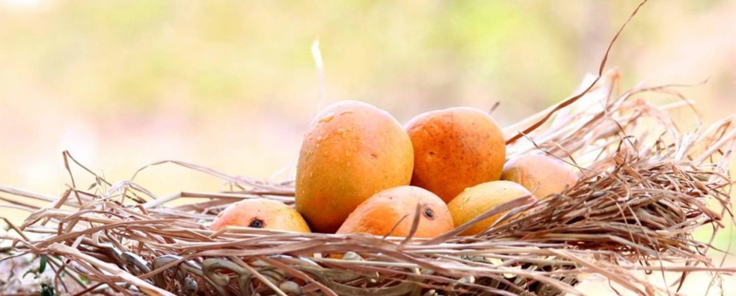 alphonso Mango Plant sapling